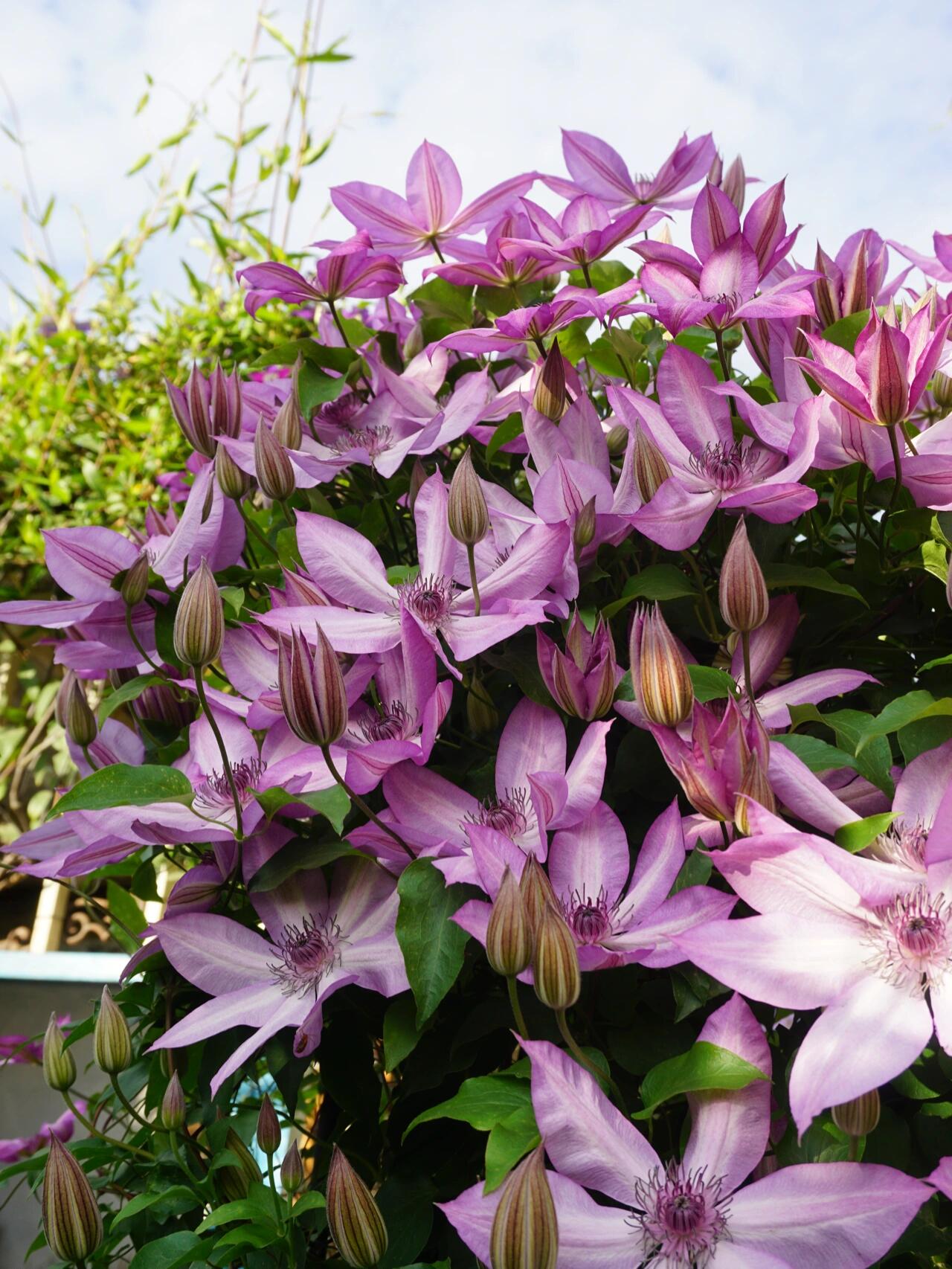 Clematis ‘’Lizard|トカゲ |蜥蜴 ‘’