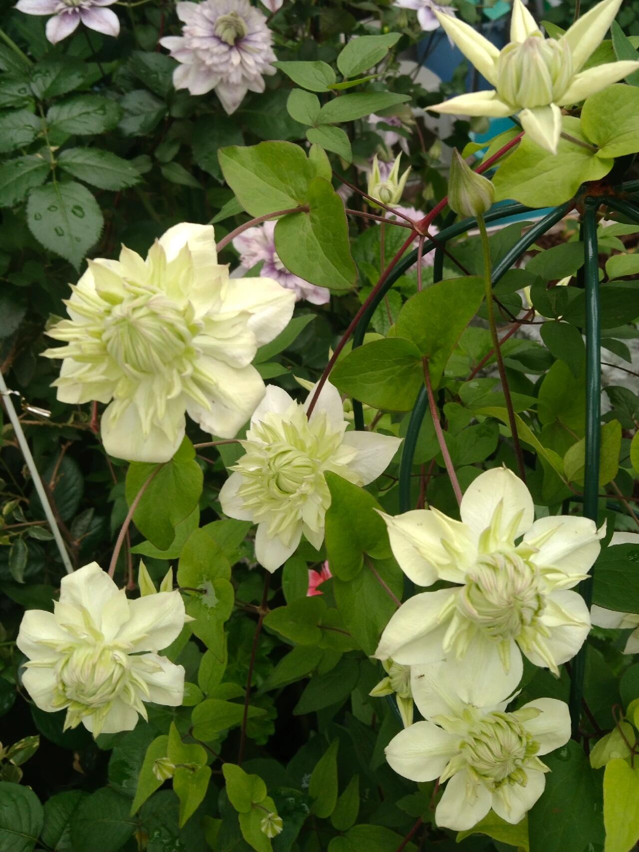 Clematis ‘’Peppermint|ミント| 薄荷‘’