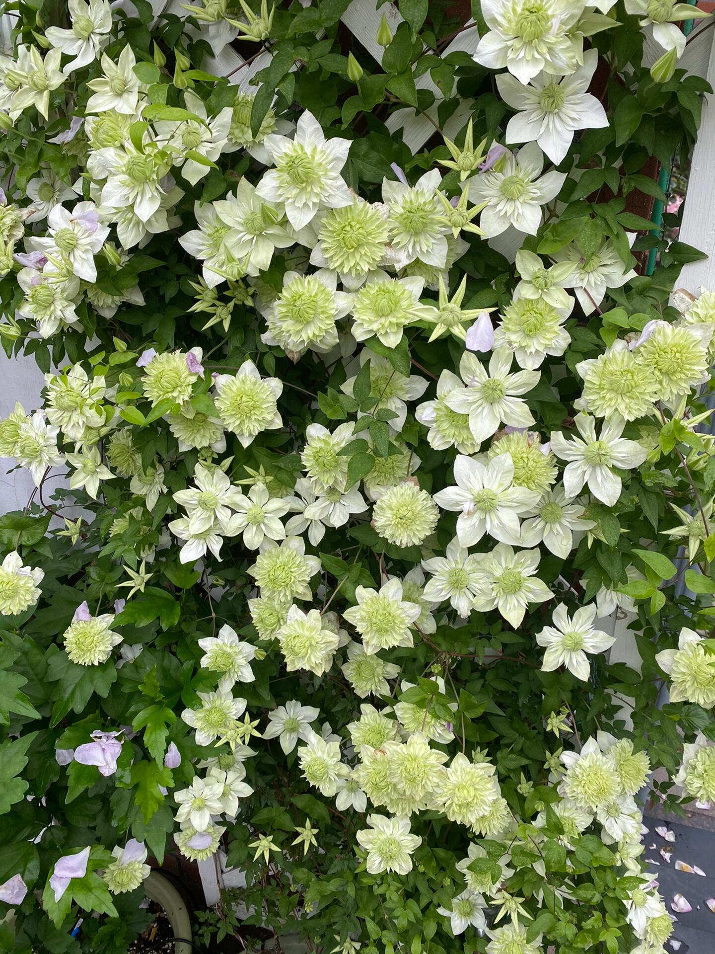 Clematis ''Alba Plenal | 白万重''-小绿| 绿玉