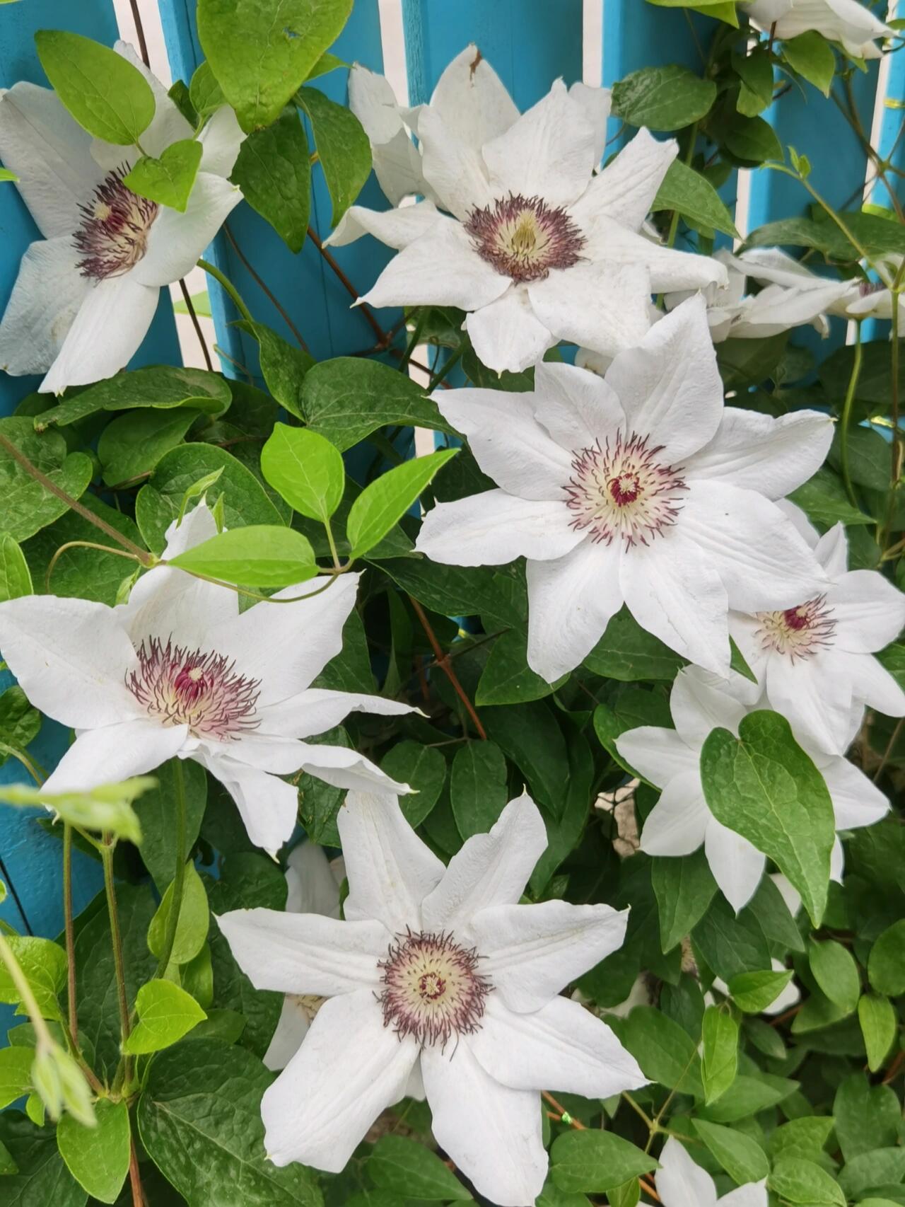 Clematis ''Haruyama|はるやま| 晴山/ 春天''