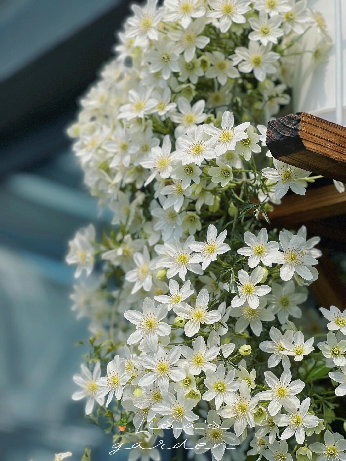 Clematis ‘’Joe|银币‘’
