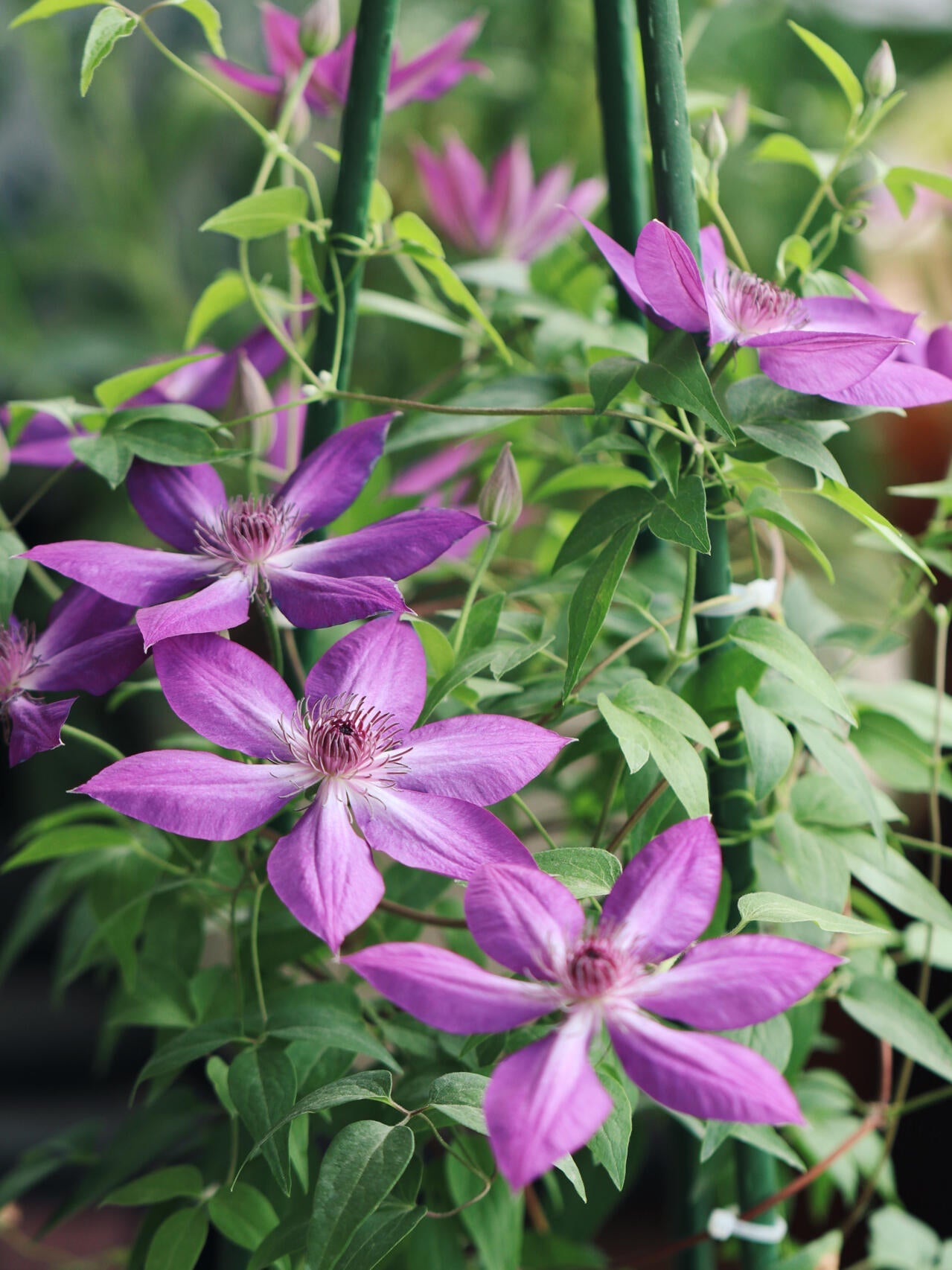 Clematis ‘’Lizard|トカゲ |蜥蜴 ‘’