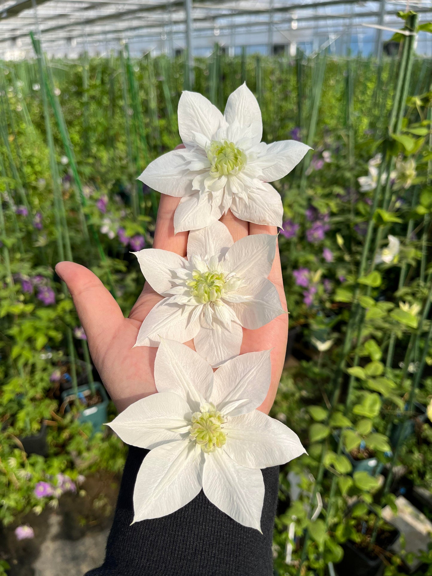Clematis‘’Pluvia Imprint| 雨的印记‘’|New Variety 2024|US Exclusive