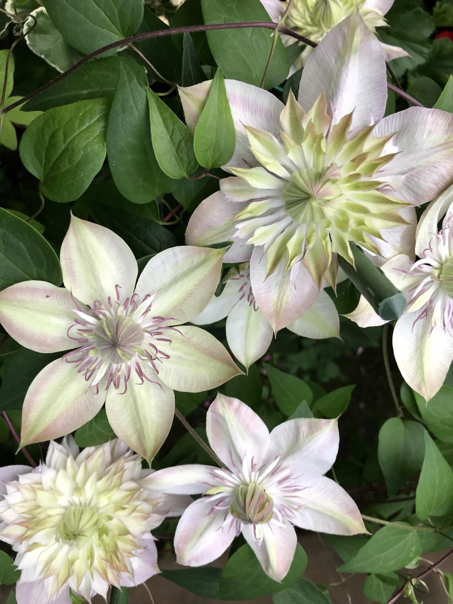 Clematis ''Shamshe |昼の天使| 昼天使| 桃万重''