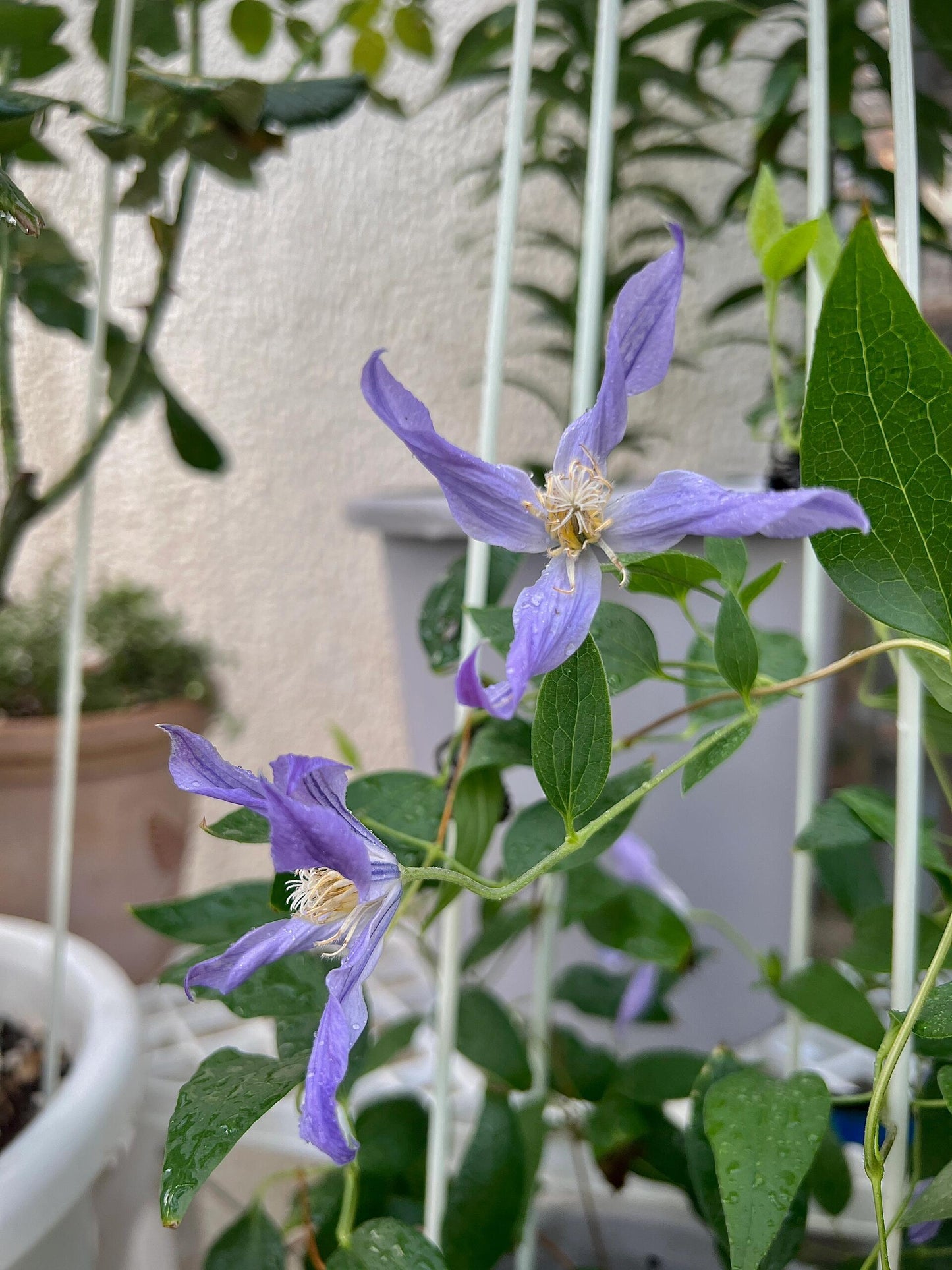 Clematis ‘’Milky Way|银河系‘’