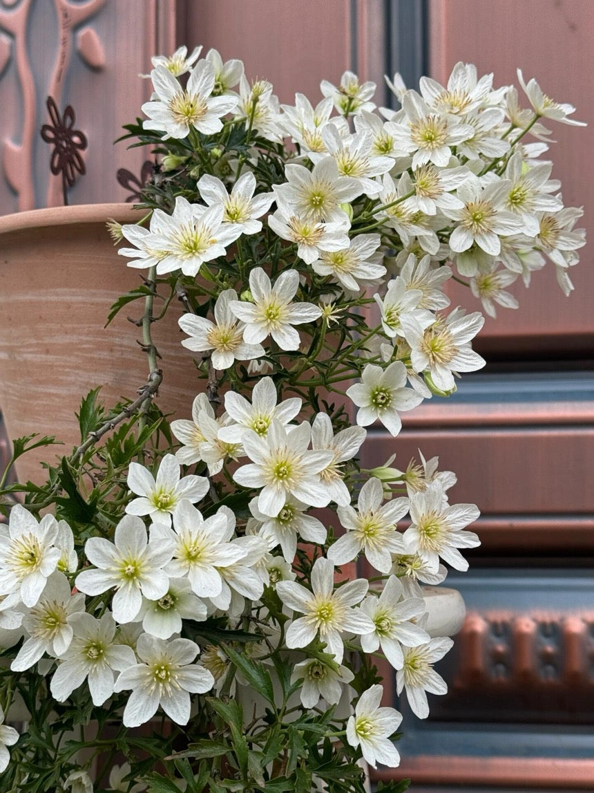 Clematis ‘’Joe|银币‘’