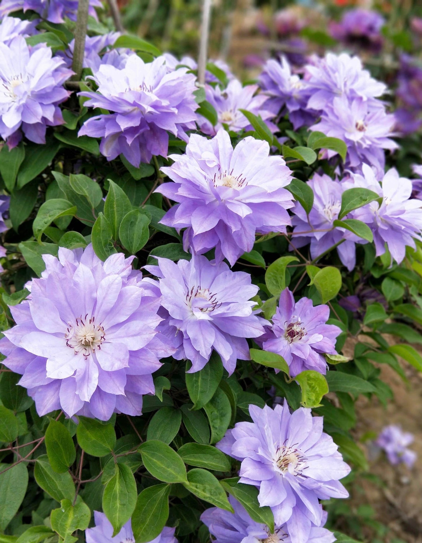 Clematis 'Teshio| てしお | 天盐'