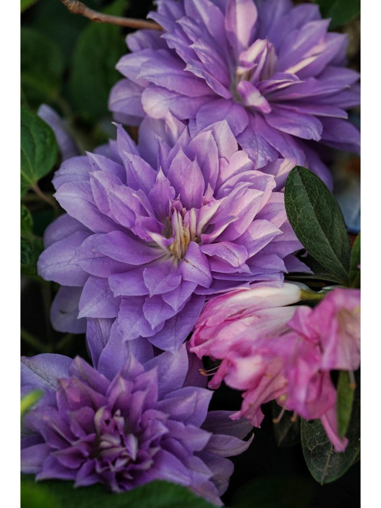 Clematis ‘’Diamond Bal| 钻石球‘’