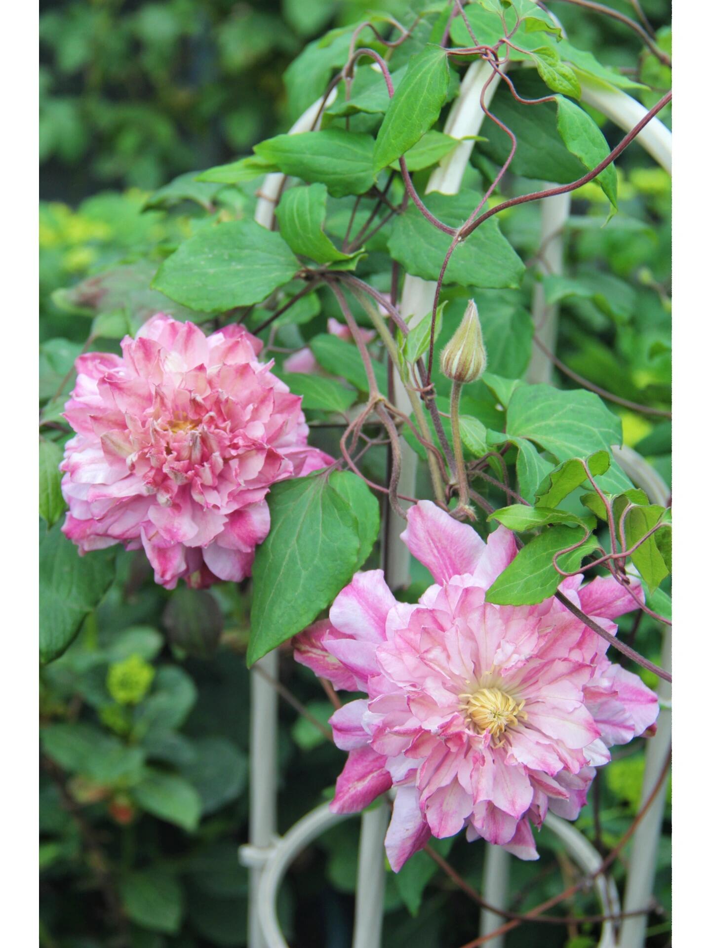 Clematis ‘’Patricia Ann Fretwel|帕特丽夏‘’