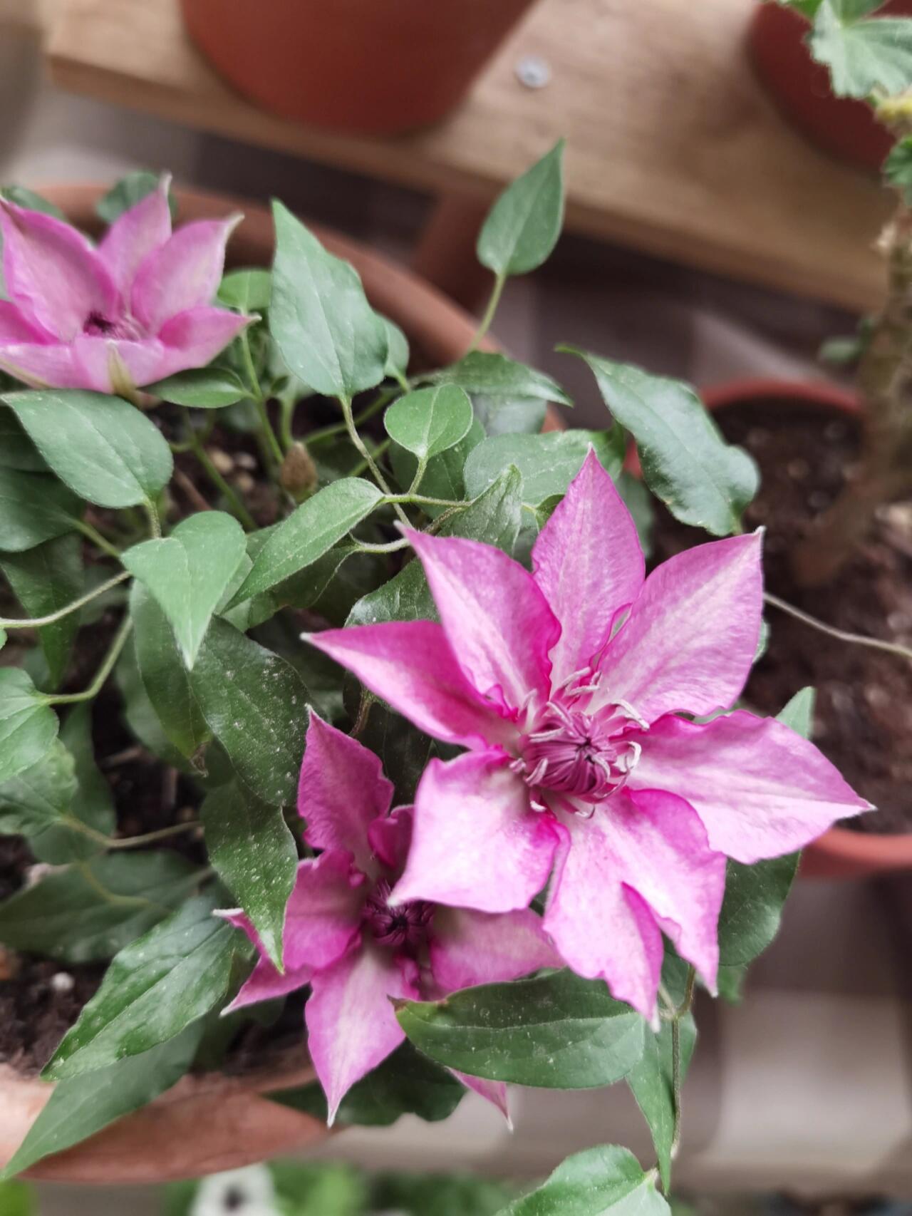 Dwarf Clematis ‘’Luiza|ルイーザ|路易莎‘’