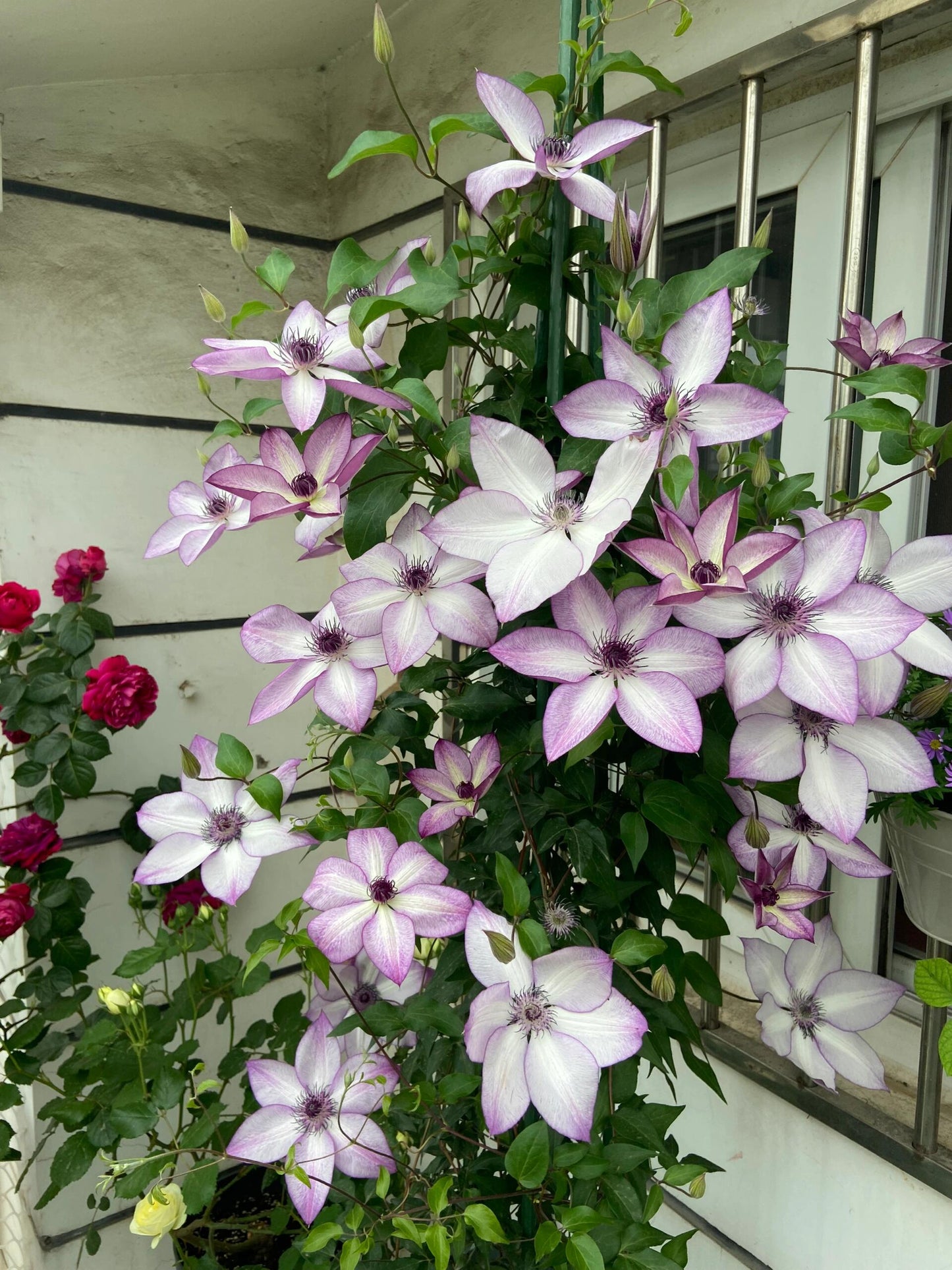 Clematis ‘’Fond Memories|美好回忆‘’