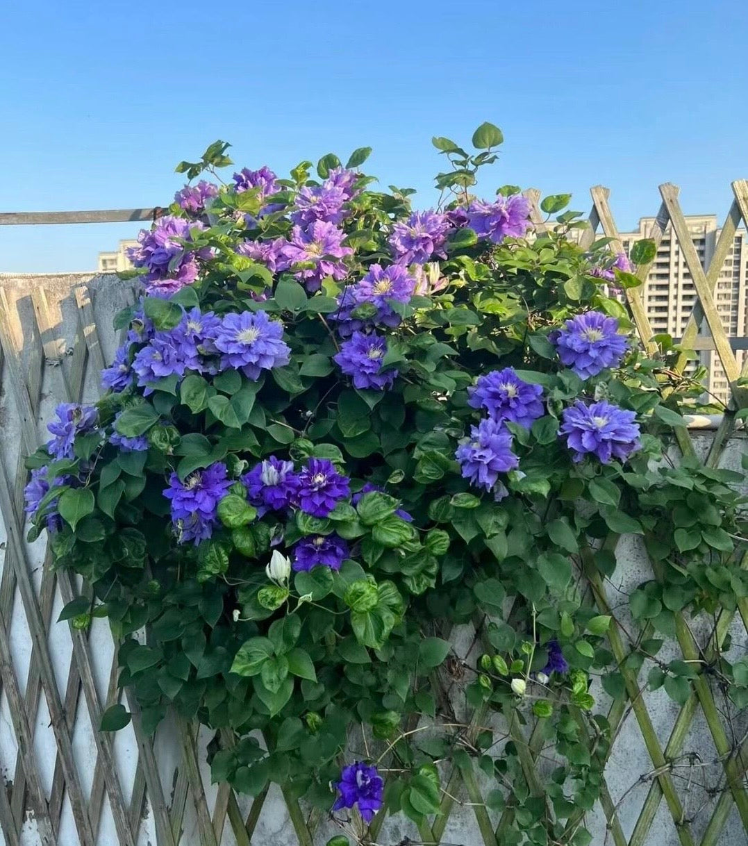 Clematis ‘’Kiri Te Kanawa|- LivePlant|卡瓦娜‘’