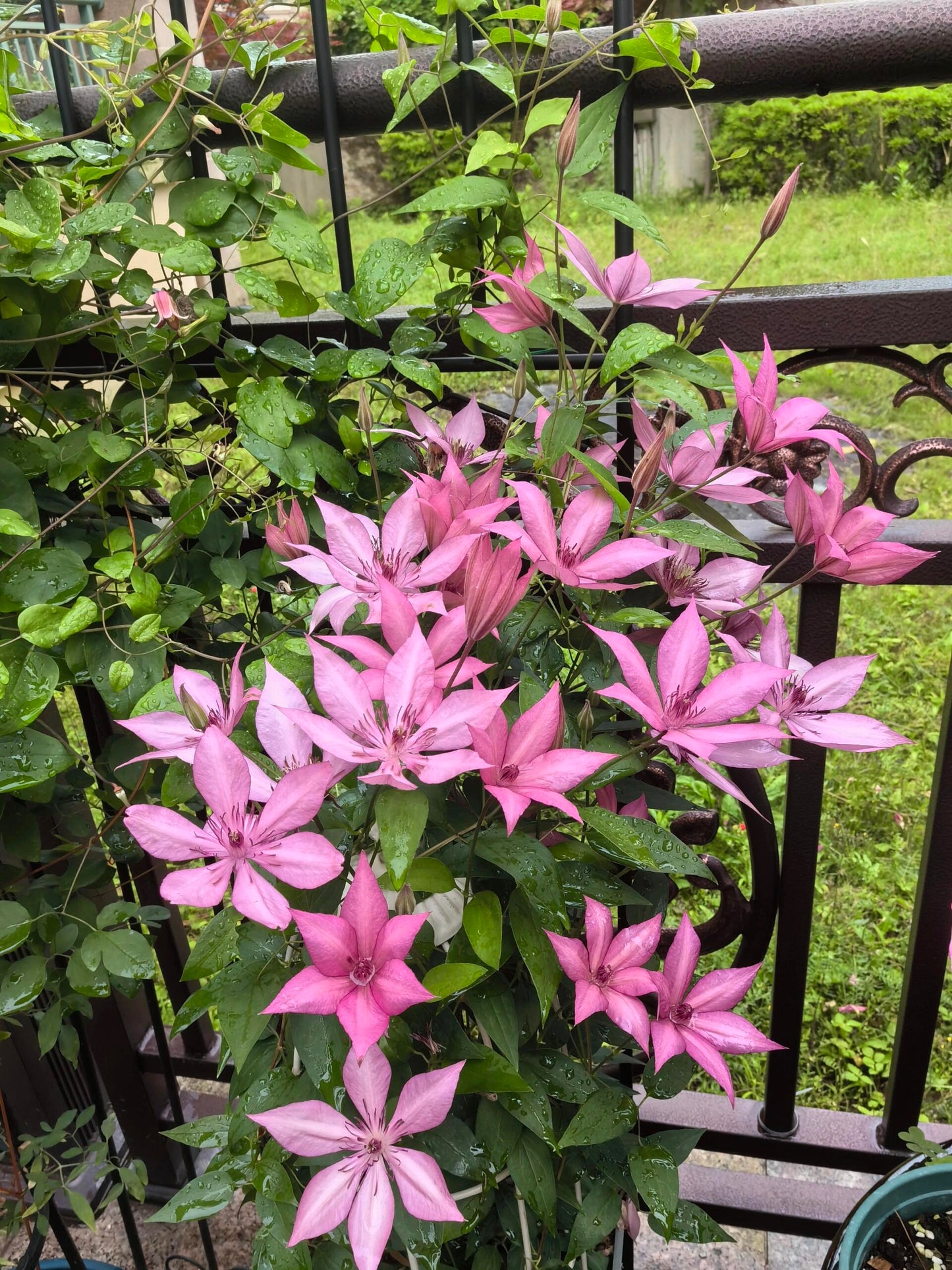 Clematis ''Giselle |吉赛尔''