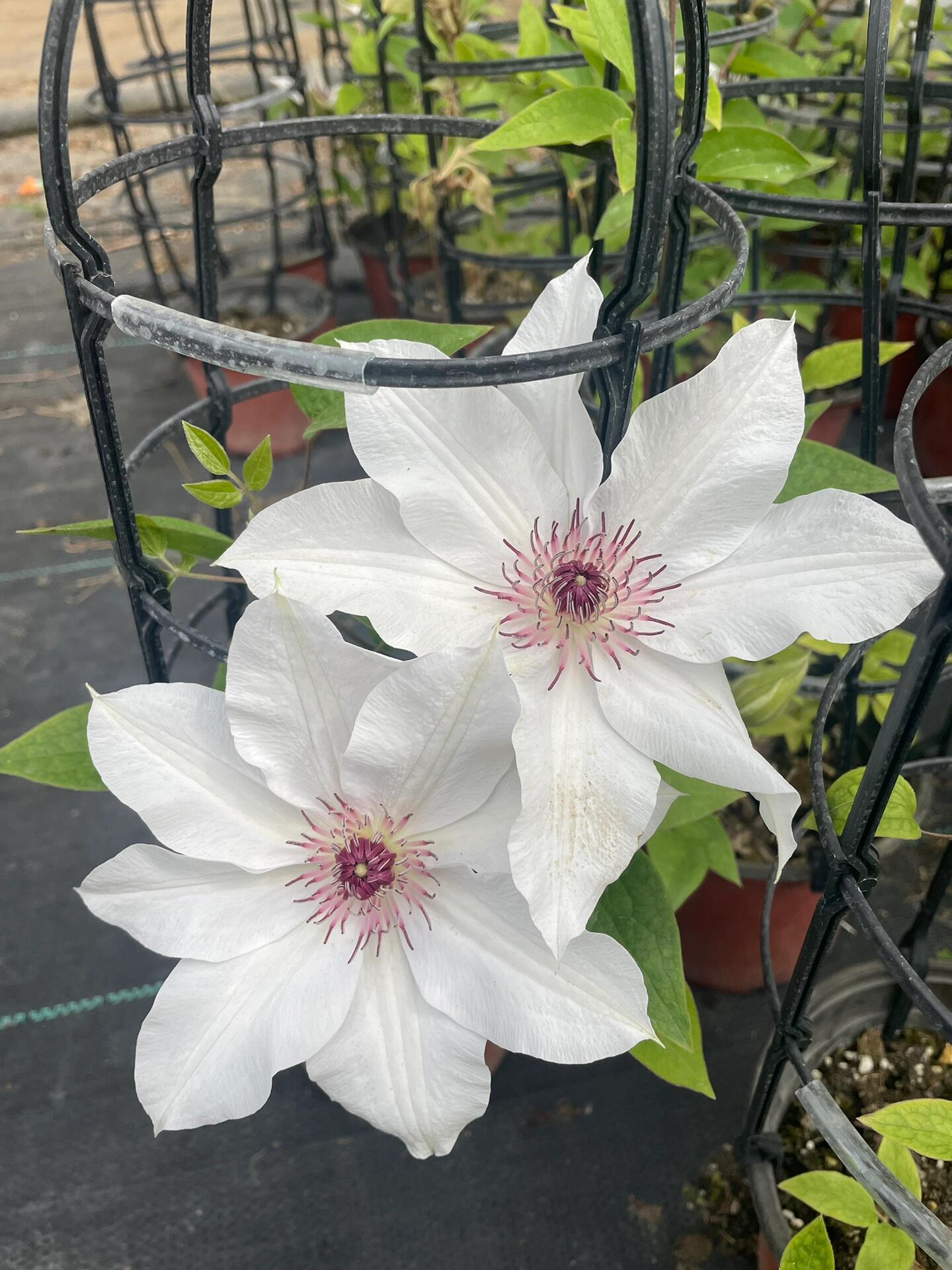Clematis ''Haruyama|はるやま| 晴山/ 春天''