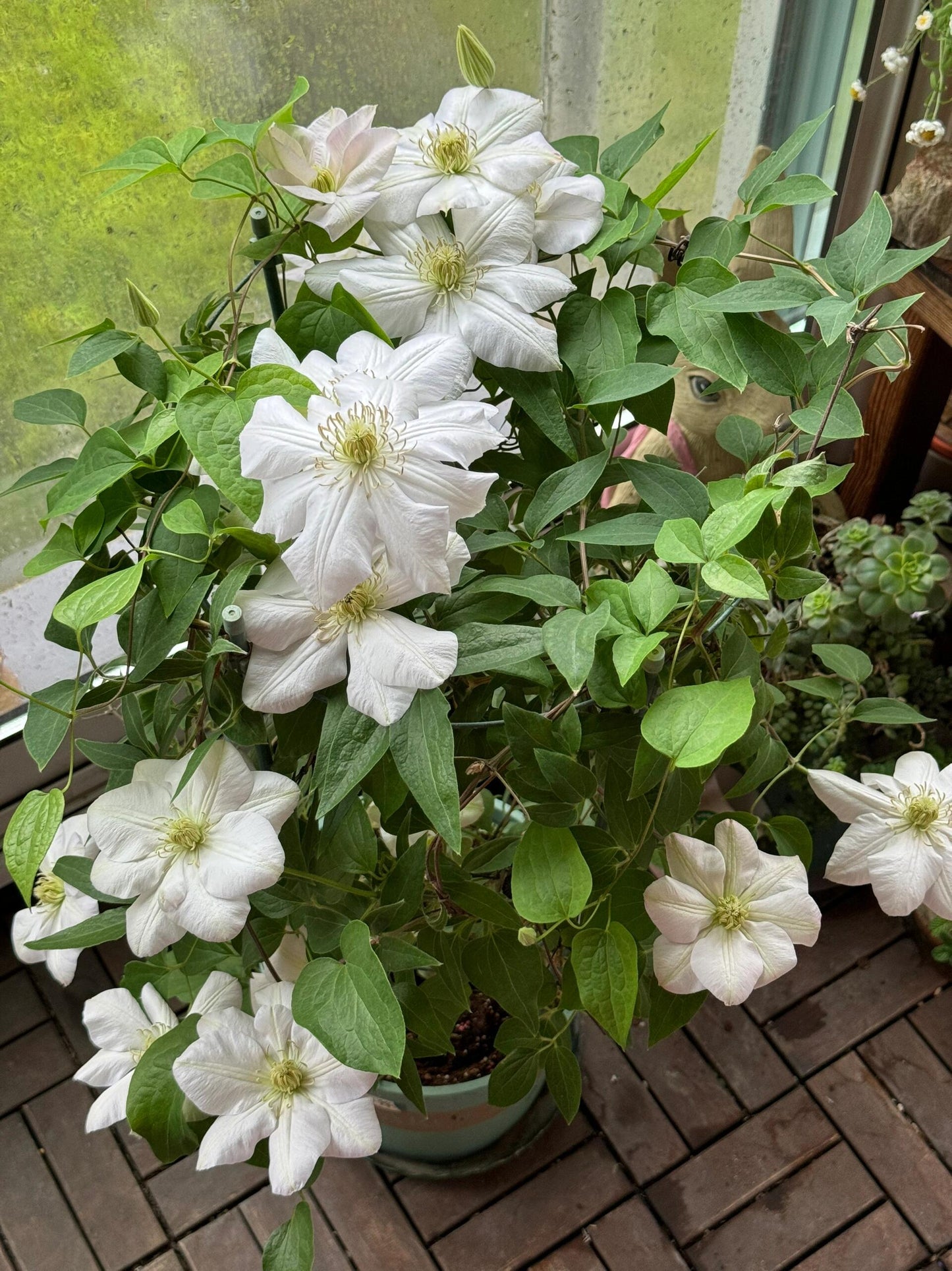 Clematis ‘’Innocent Blush |羞答答‘’