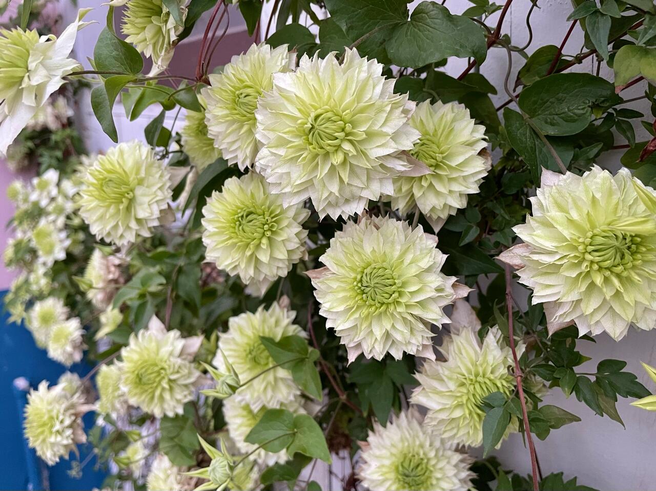 Clematis ‘’Peppermint|ミント| 薄荷‘’
