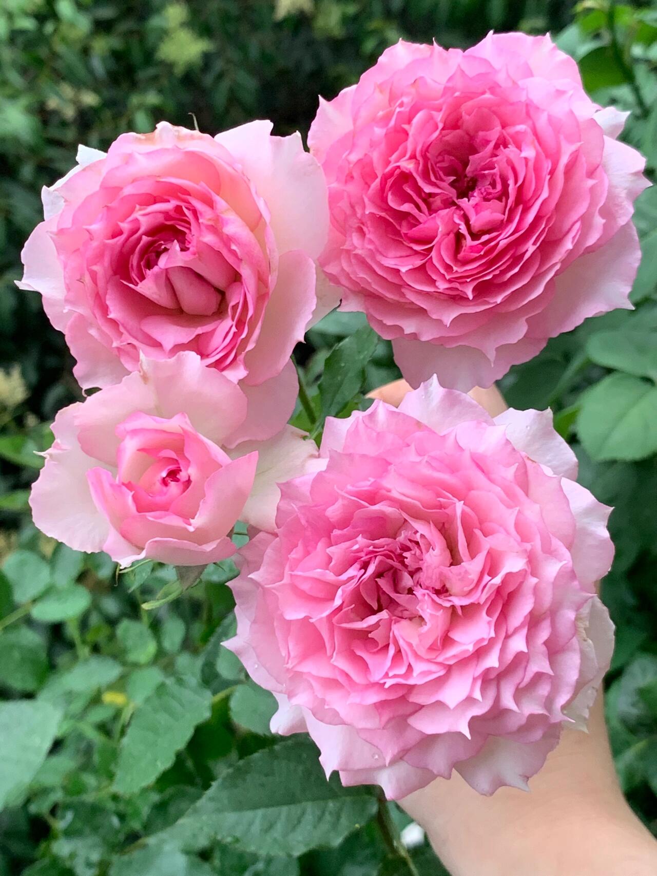 Rose 'Doniazade | 粉天方夜谭 '