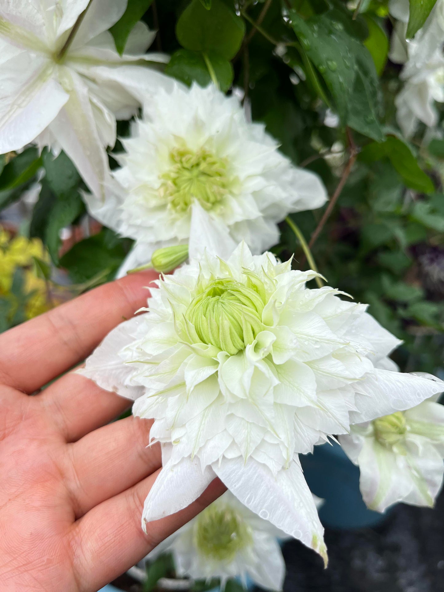 Clematis‘’Pluvia Imprint| 雨的印记‘’|New Variety 2024|US Exclusive