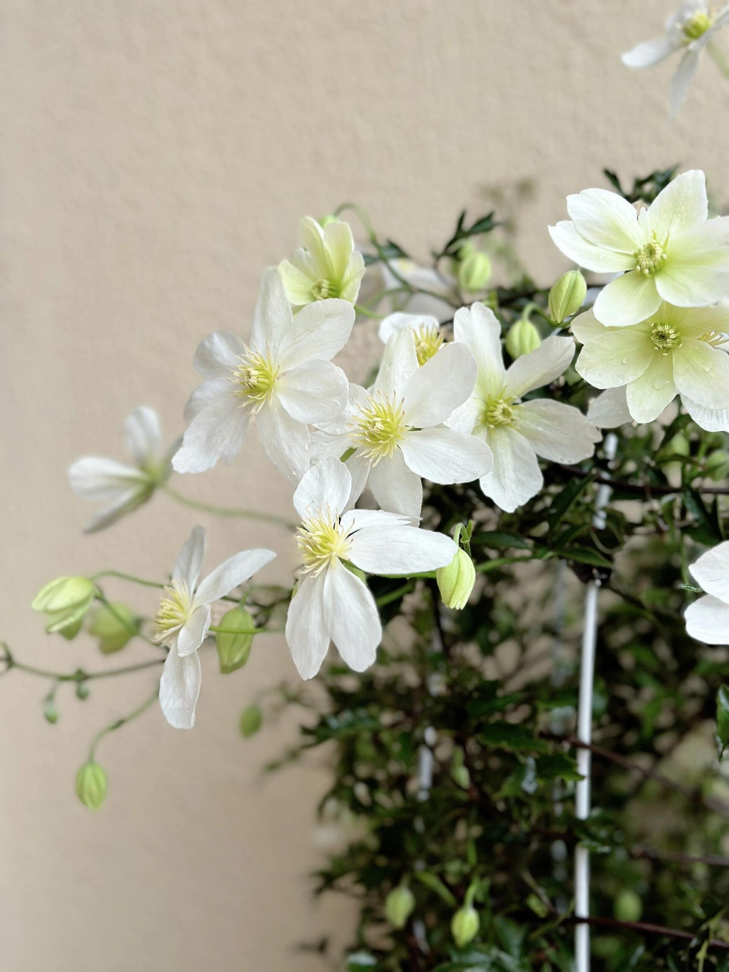 Clematis ‘’Avalanche|雪崩‘’