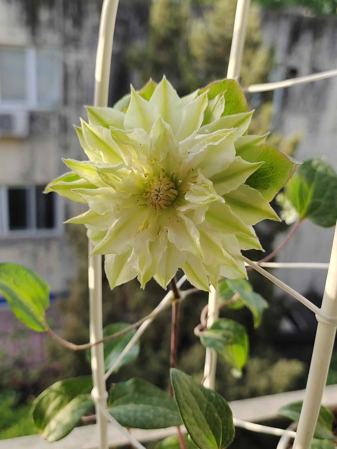 Clematis ‘’Midori |美登利 ‘’