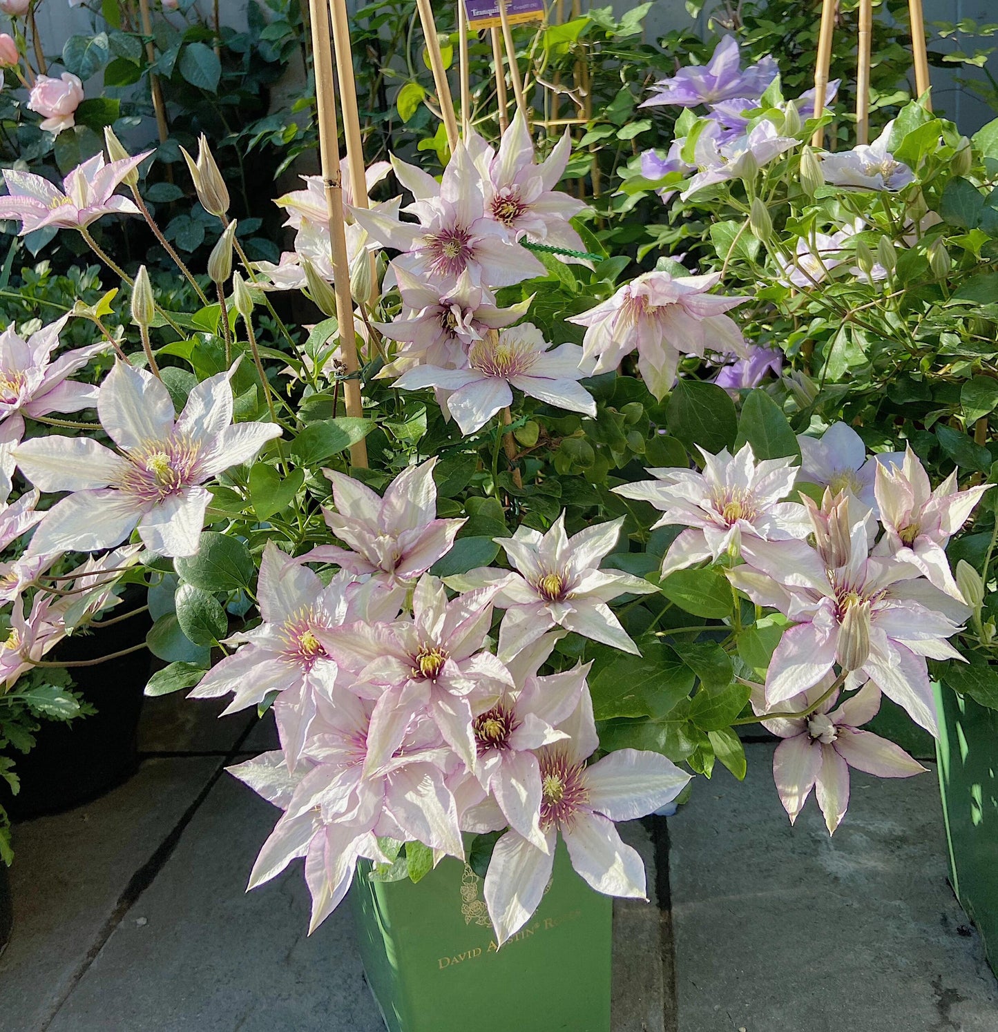 Clematis ‘’Samaritan Jo| 撒马利亚乔‘’