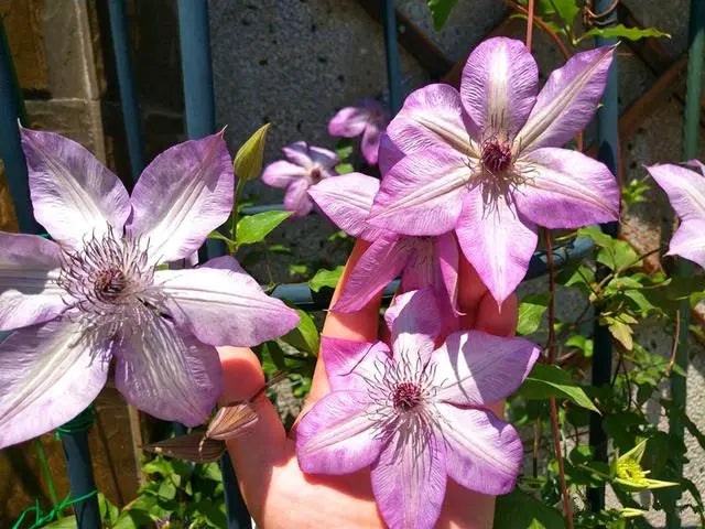 Clematis ‘’Fond Memories|美好回忆‘’