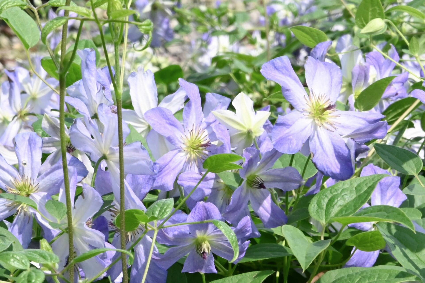 Clematis ‘’Sea Breeze|海风‘’