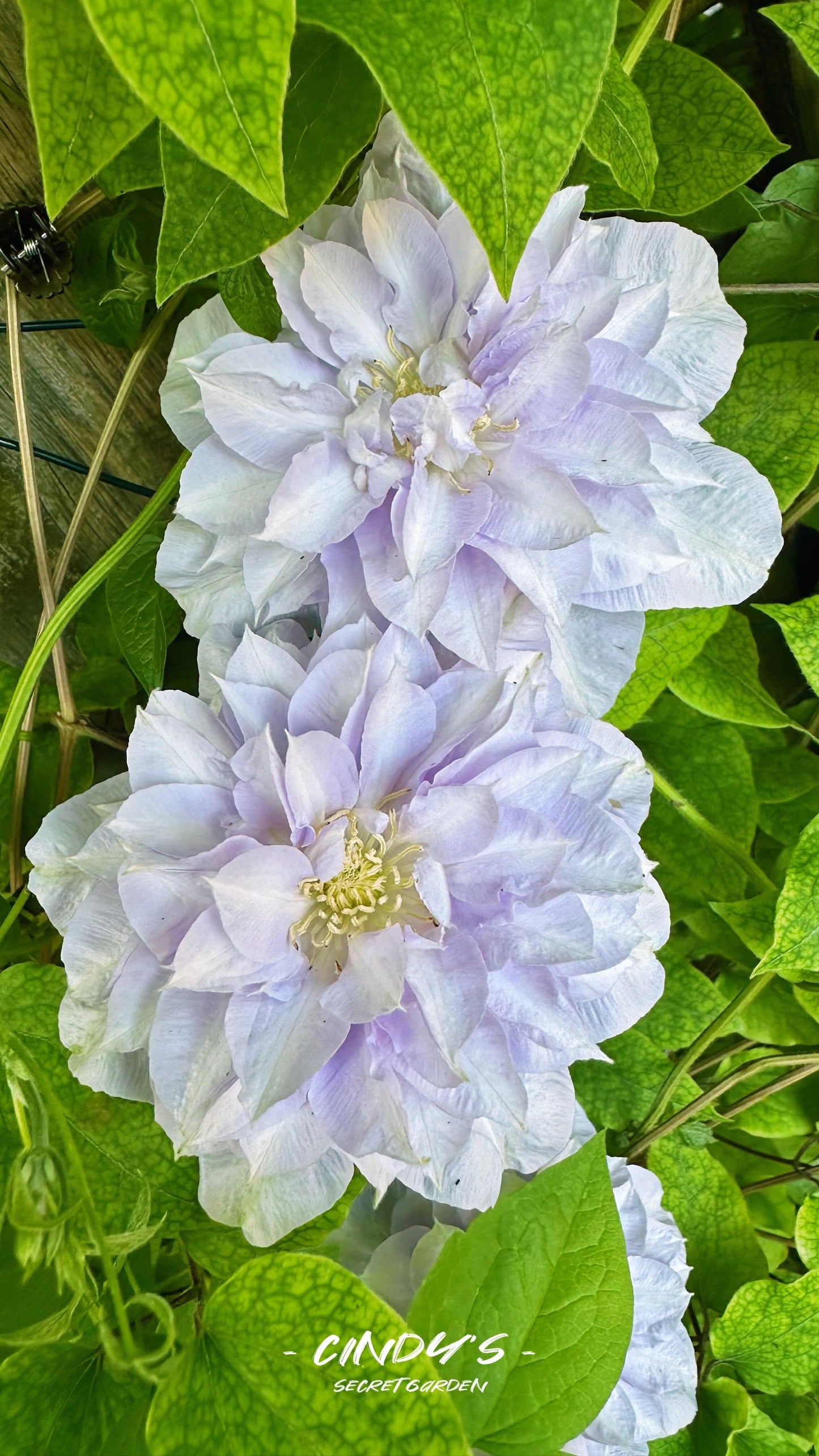 Clematis ‘’Veronica's choice|维罗妮卡的选择‘’