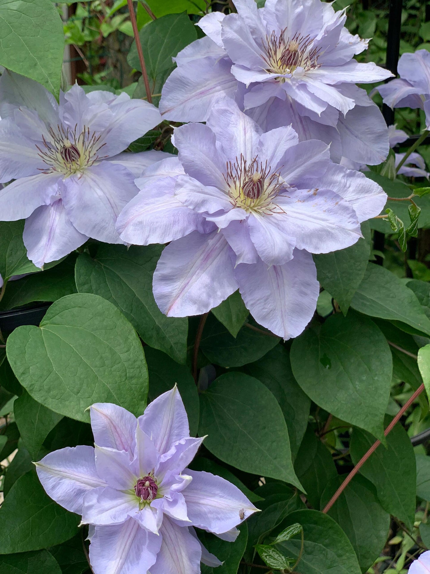 Clematis ‘’Blue Cotillion|蓝色龙沙舞‘’