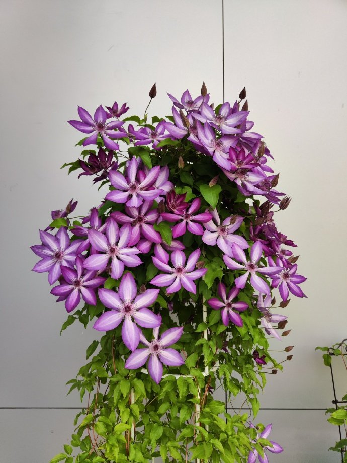 Clematis ‘’Lizard|トカゲ |蜥蜴 ‘’