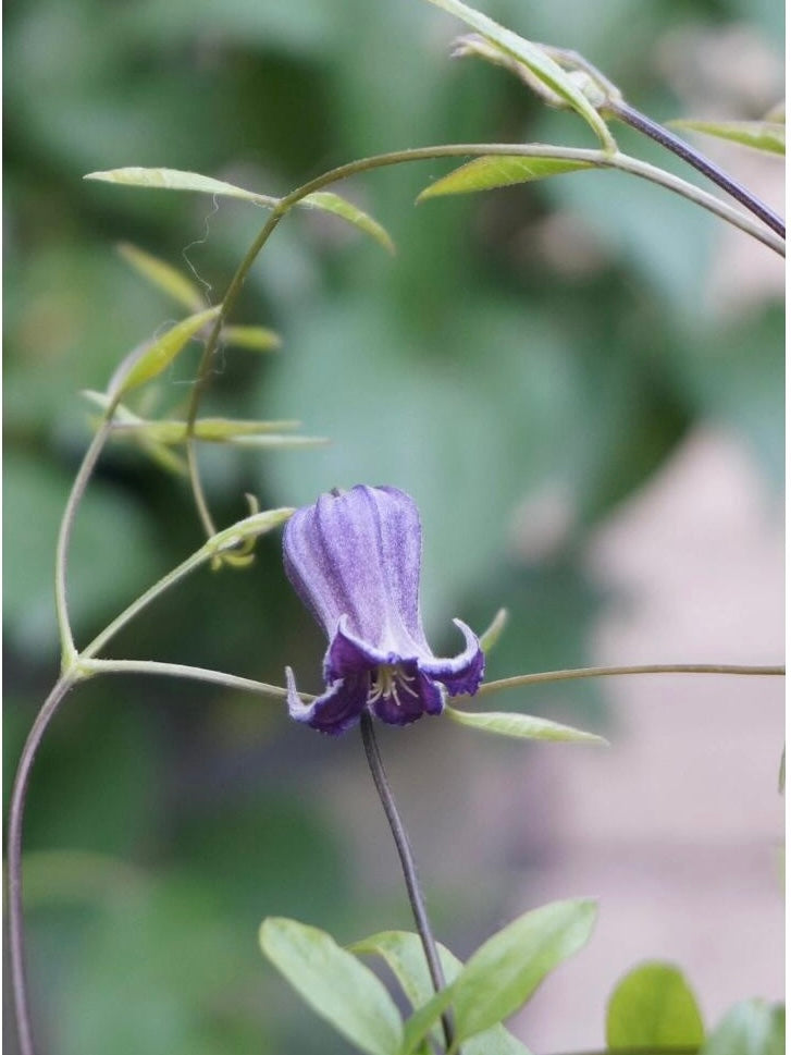 Rooguchi Clematis ‘’Sumire|堇‘’
