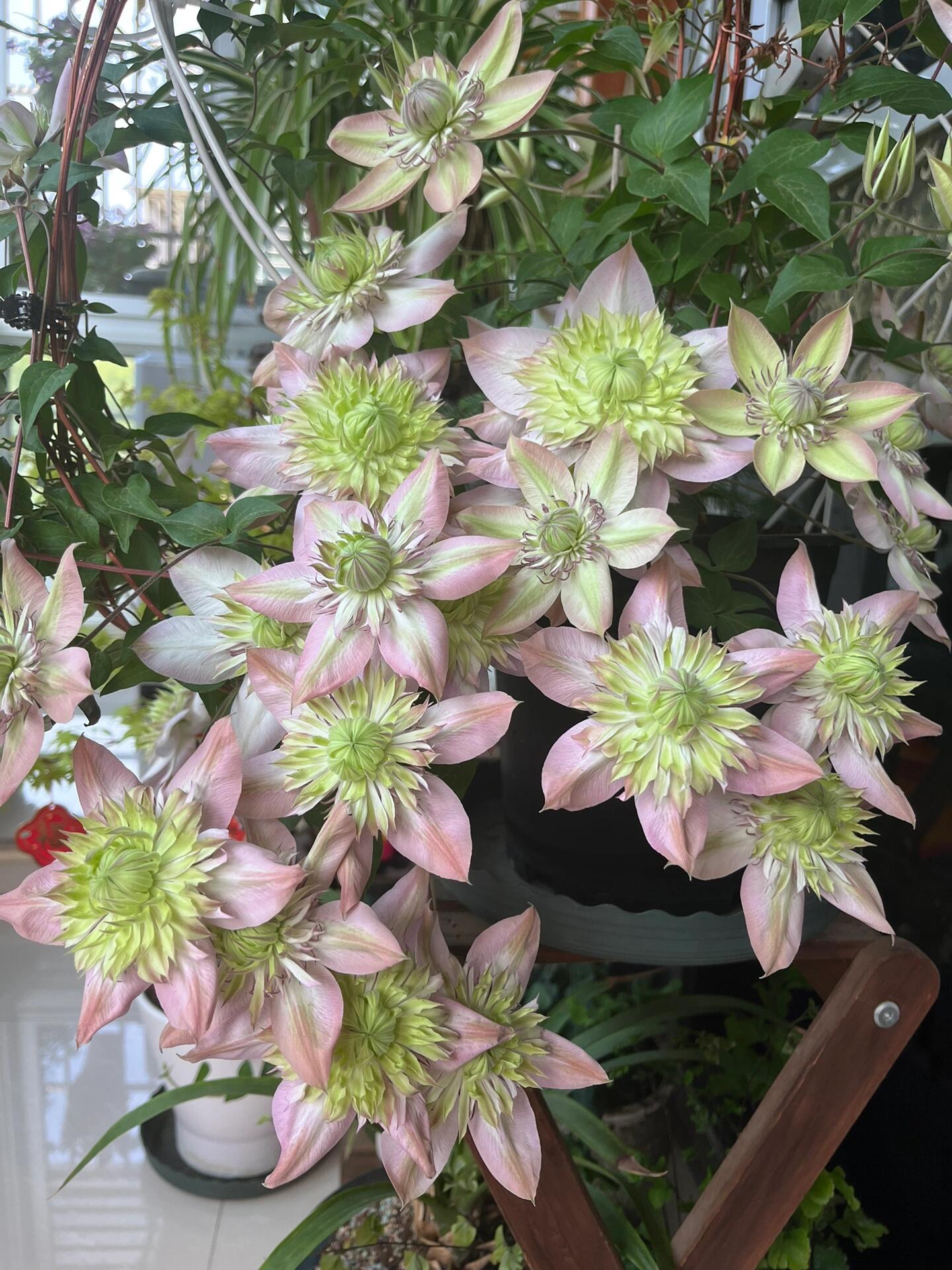 Clematis ''Shamshe |昼の天使| 昼天使| 桃万重''
