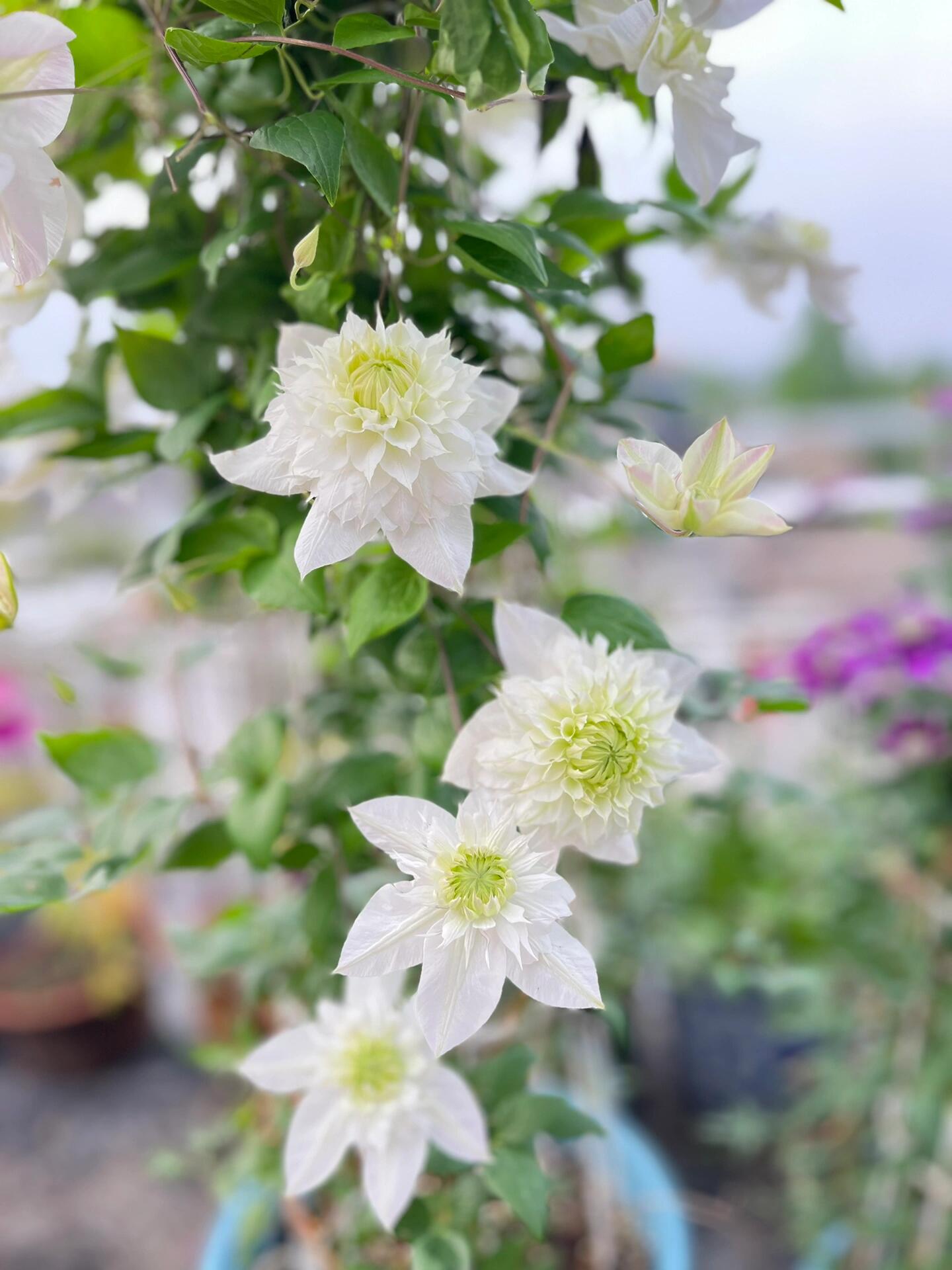Clematis‘’Pluvia Imprint| 雨的印记‘’|New Variety 2024|US Exclusive