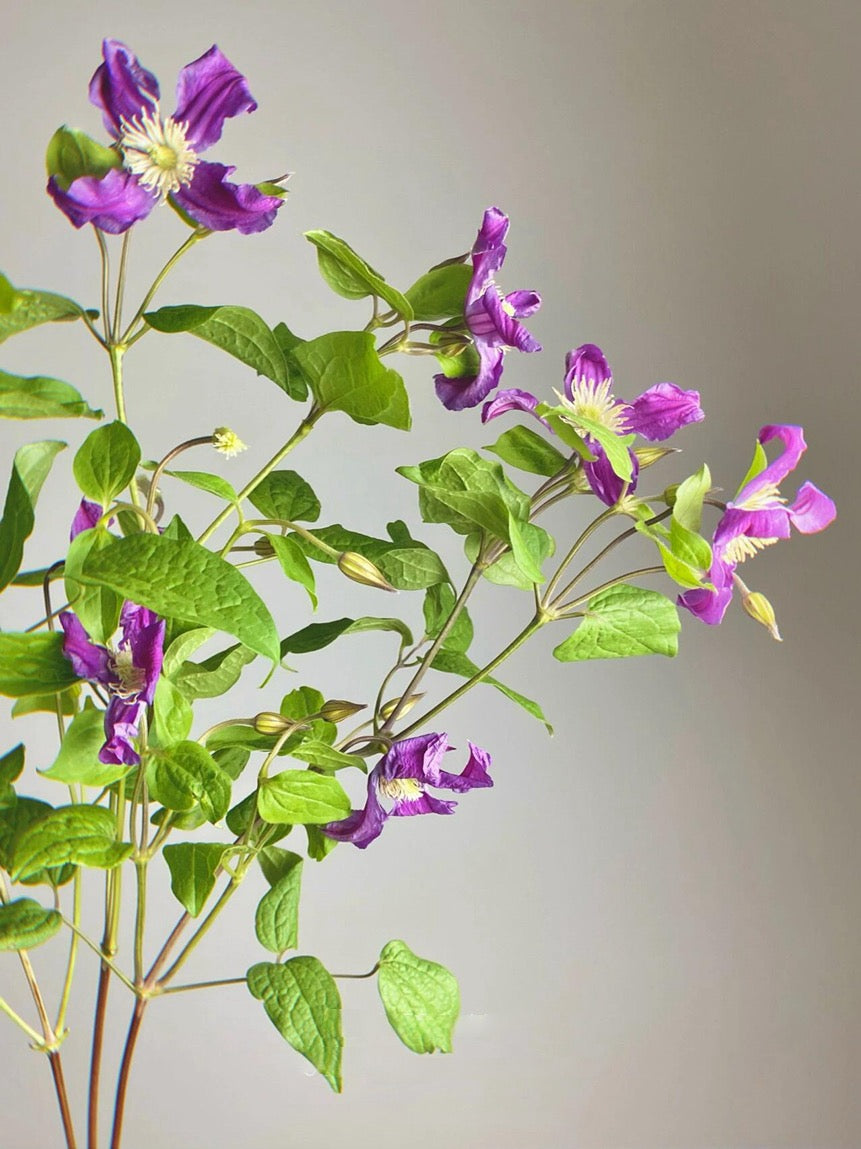 Clematis ‘’Inspiration|灵感‘’