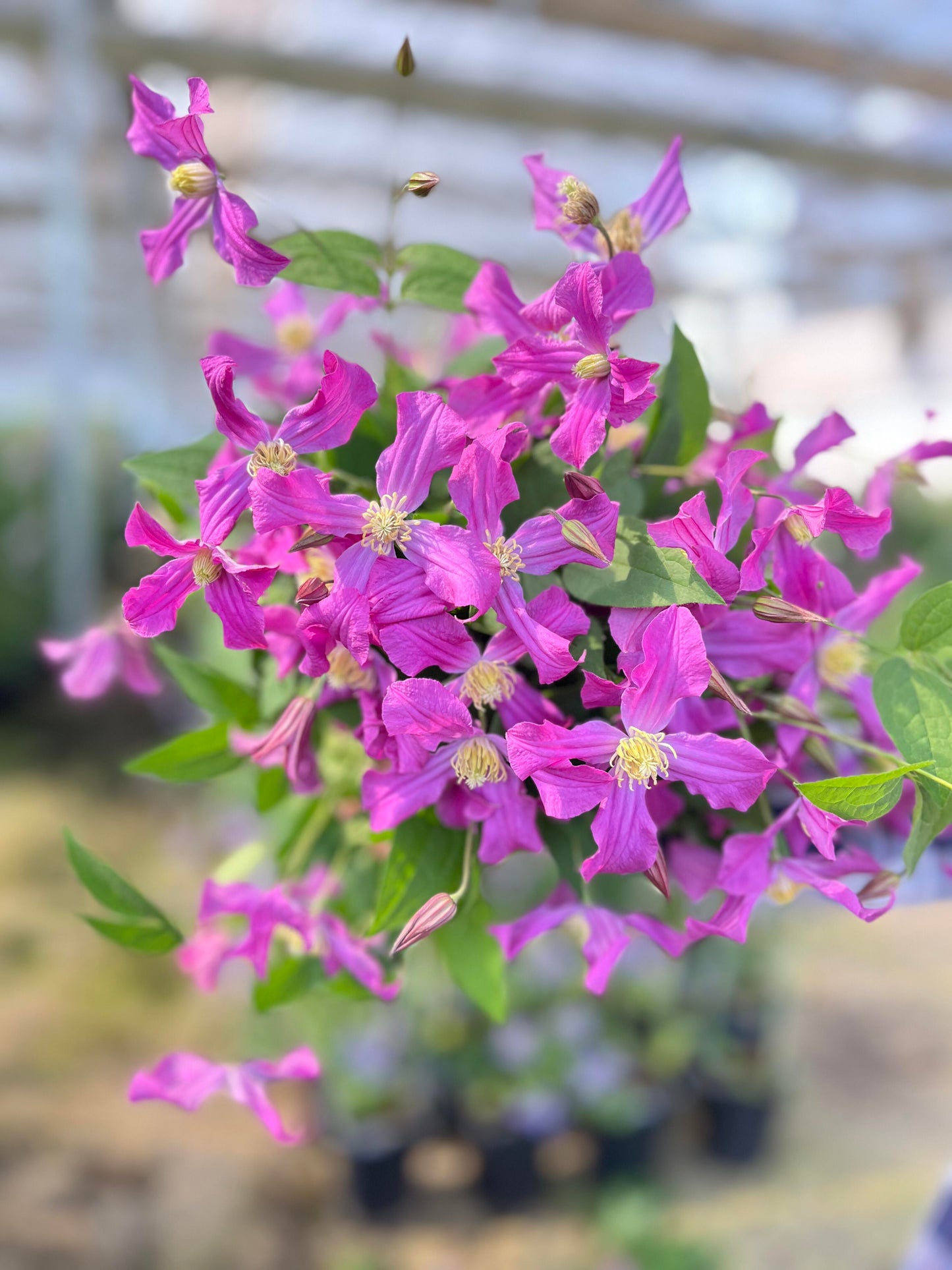 Clematis ‘’Inspiration|灵感‘’
