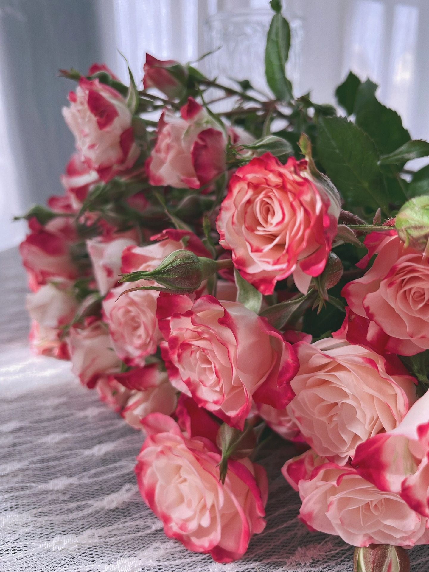 Rose 'Reflex Bubble / M-Reflex / 折射泡泡 '