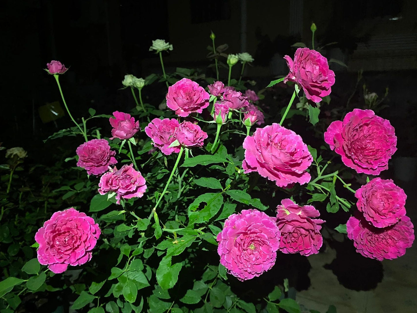 Rose 'Ramukan | ラムカン | 草药 '