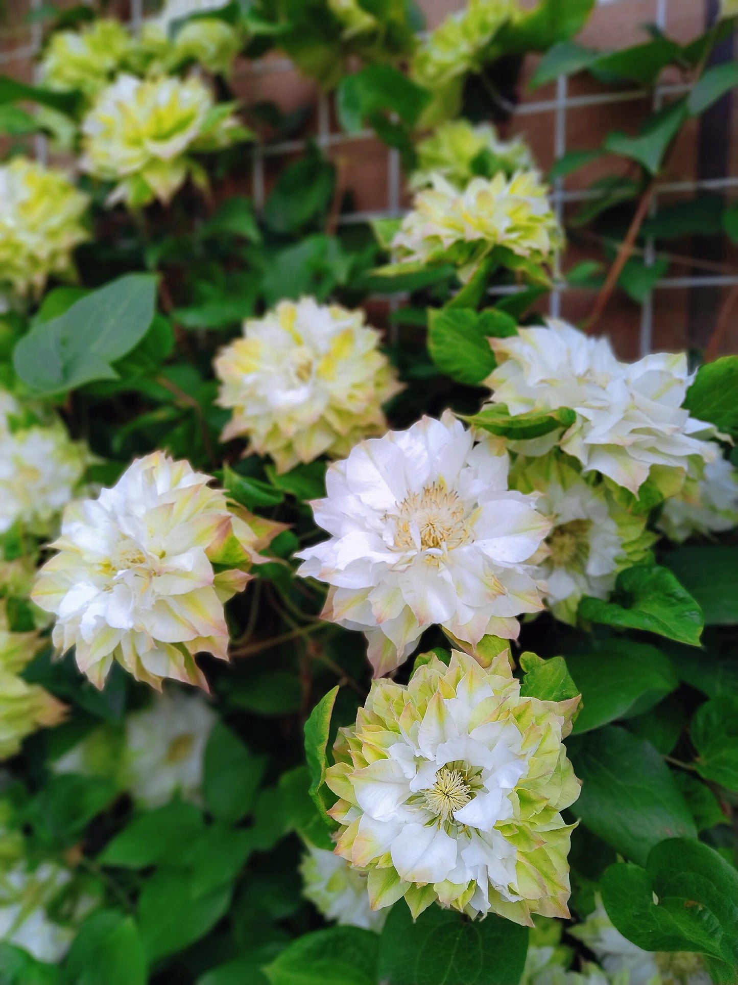 Clematis ‘’Midori |美登利 ‘’