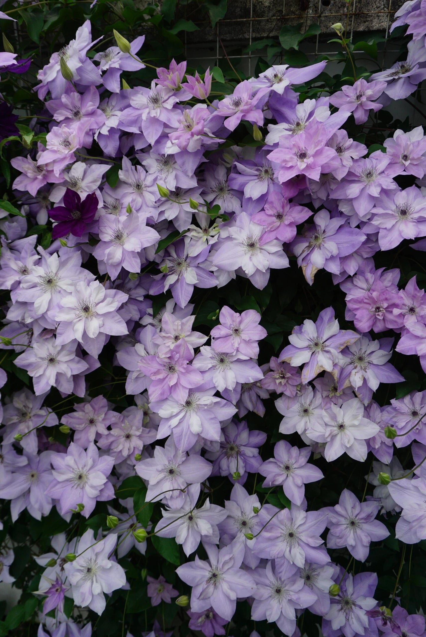 Clematis ‘’Reflections|倒影‘’