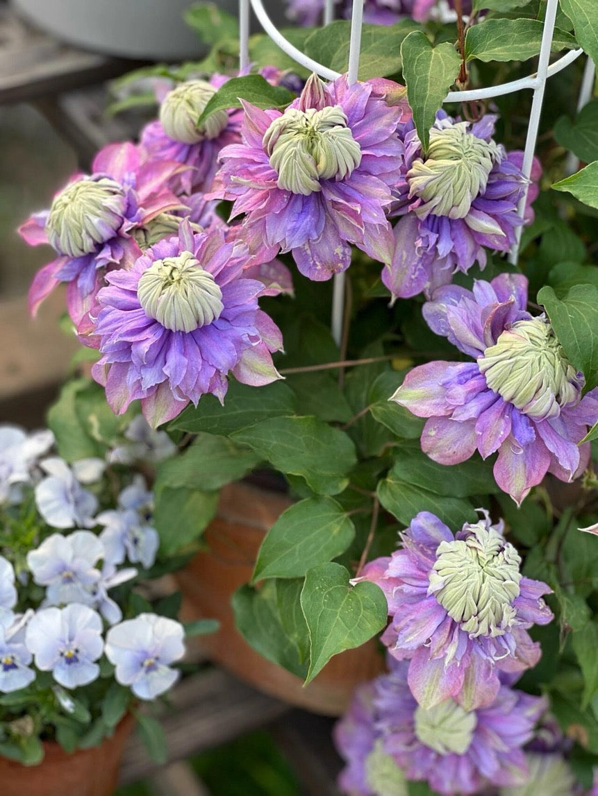 Clematis ''Magic Fountain| 魔法喷泉''