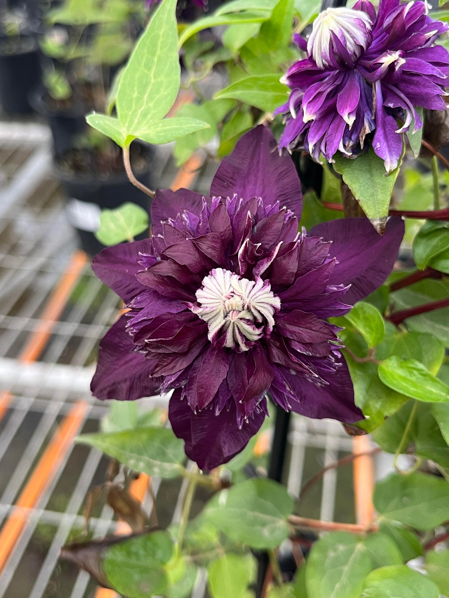 Clematis ‘’Sorcerer |Mage| 魔法师‘’ U.S Exclusive