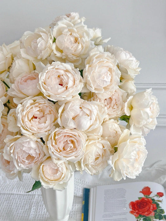 Rose ’ Kashō|かしょう|华宵 - New Variety 2024