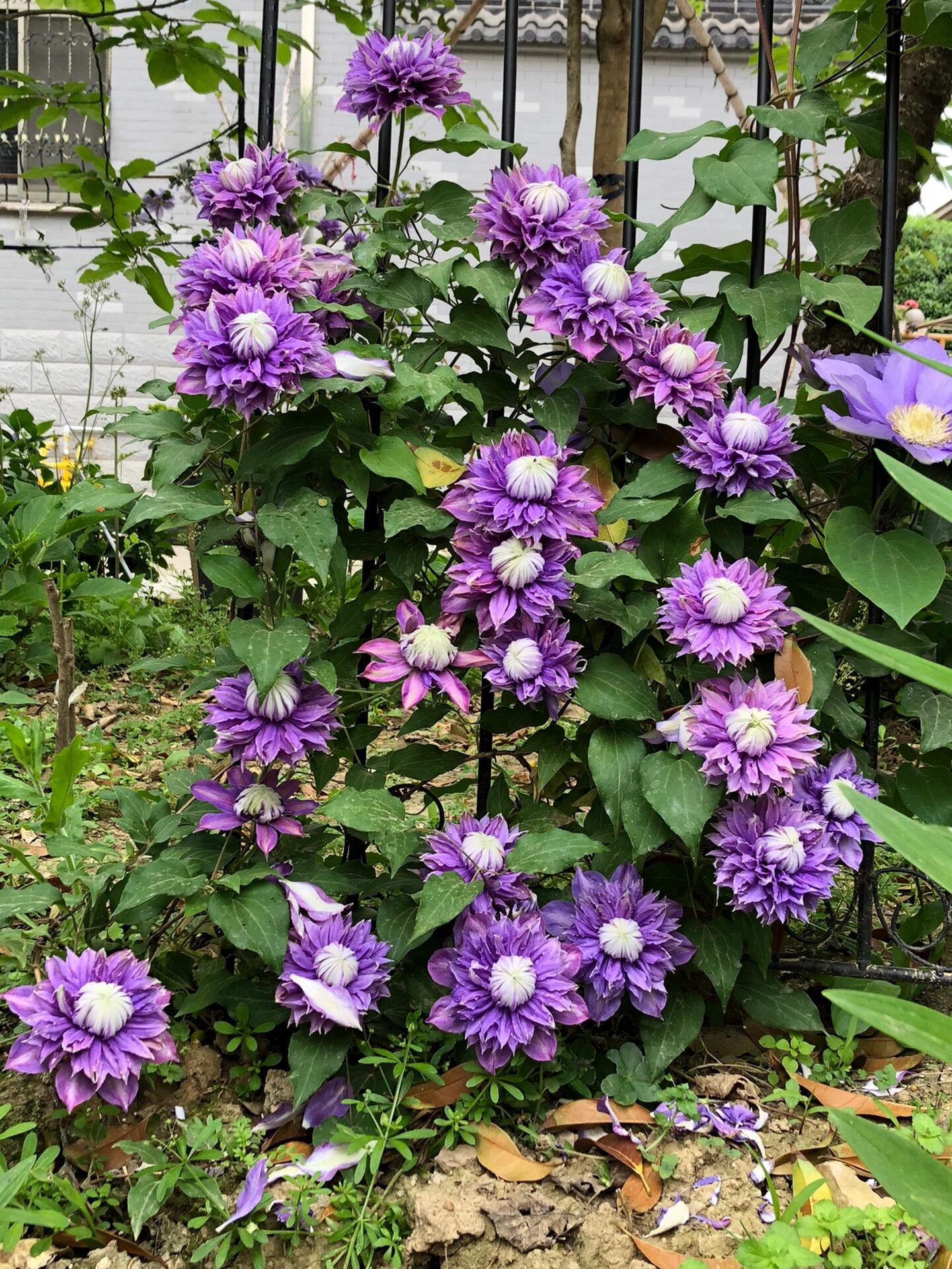 Clematis ''Magic Fountain| 魔法喷泉''