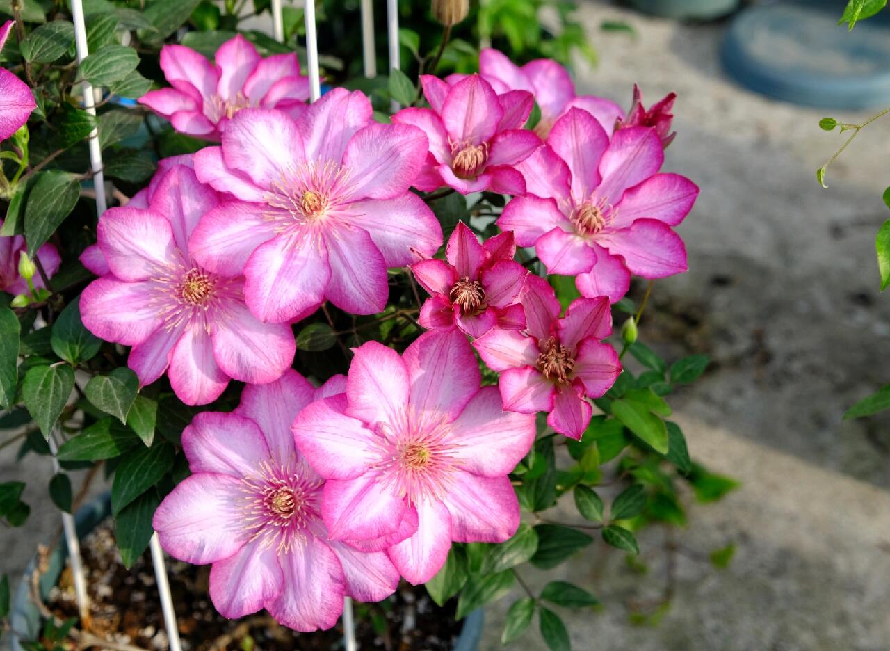 Clematis ‘’Liberty|解放‘’