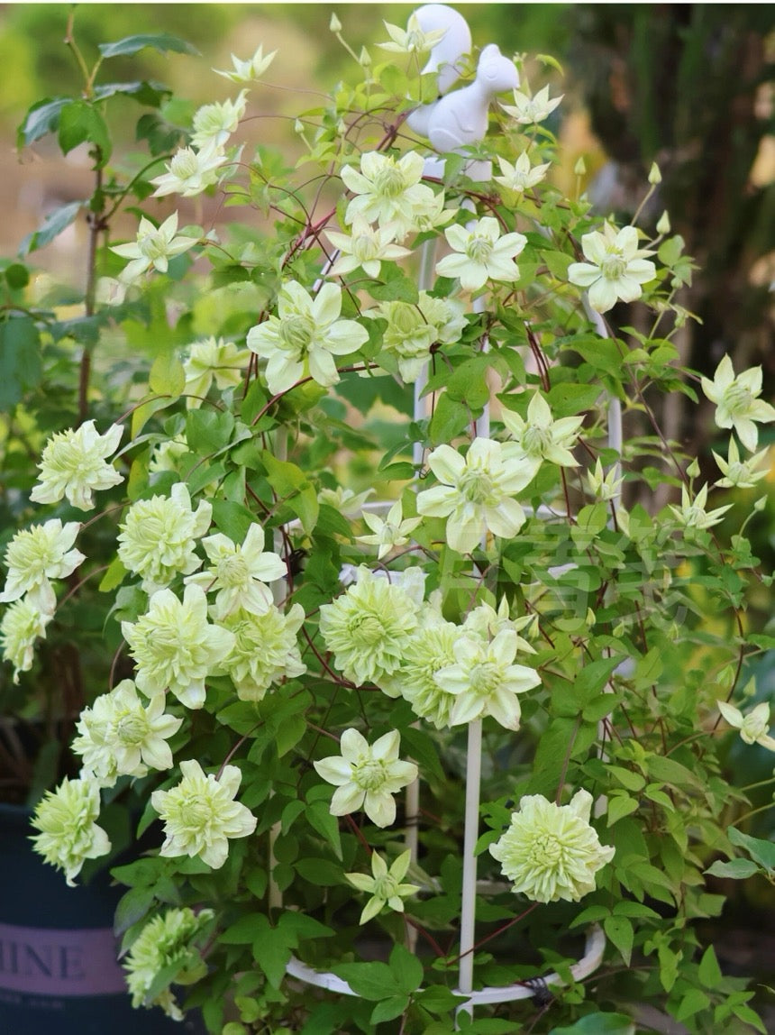 Clematis ‘’Peppermint|ミント| 薄荷‘’