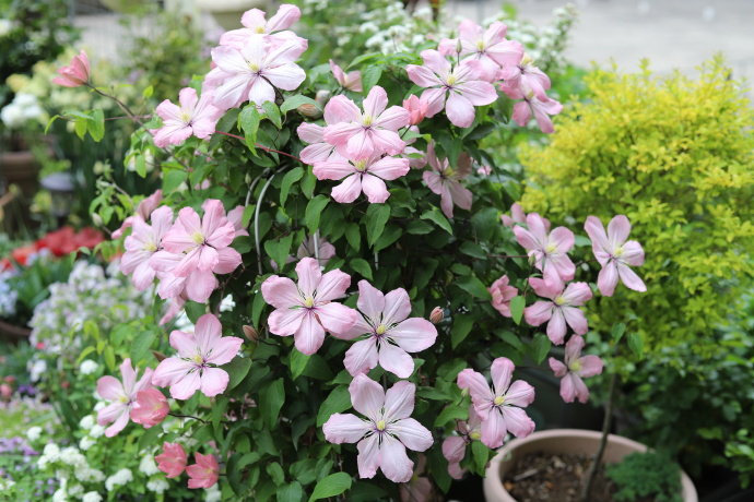 Clematis ‘’Ai-nor|爱诺露‘’