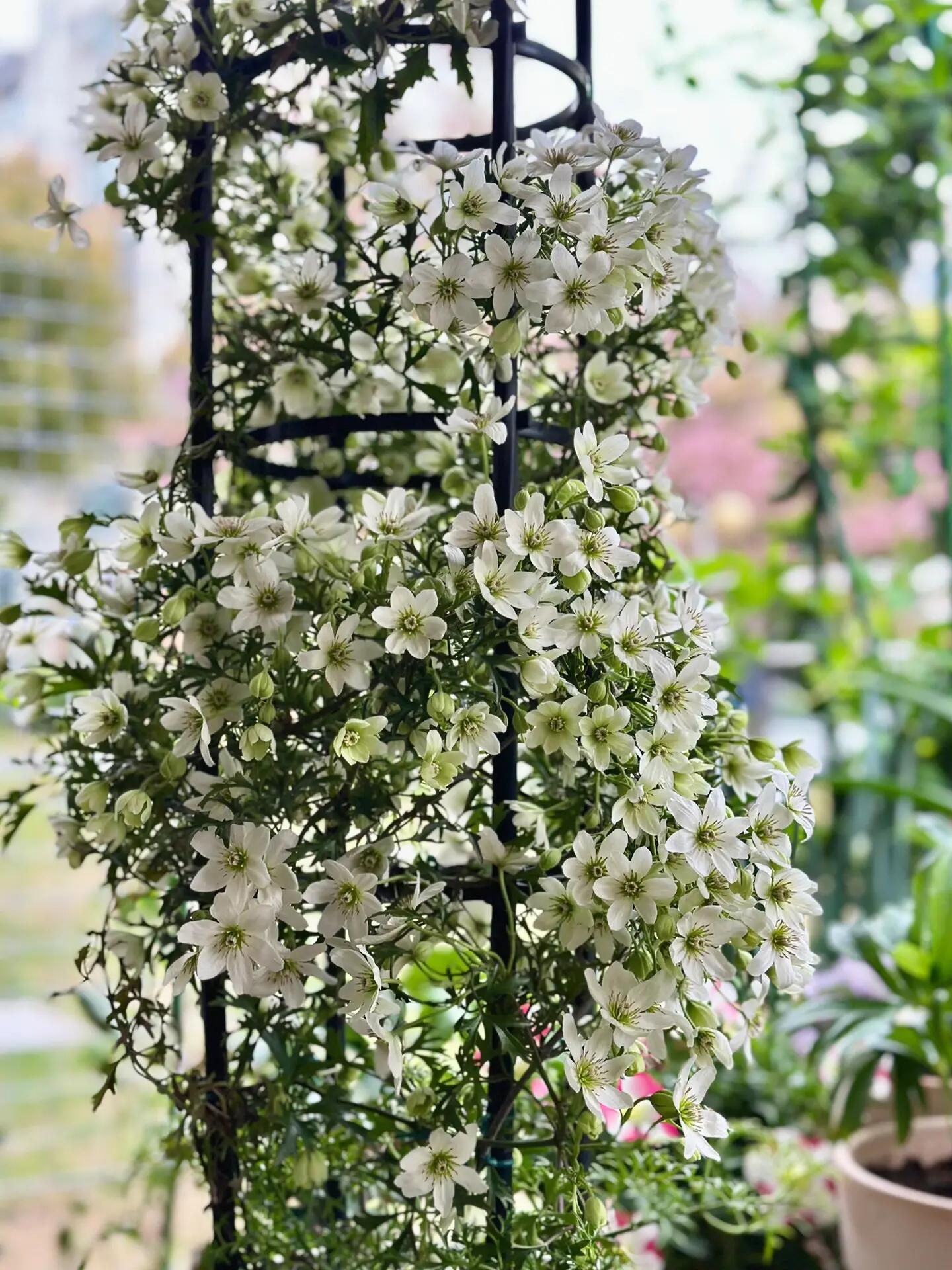 Clematis ‘’Joe|银币‘’
