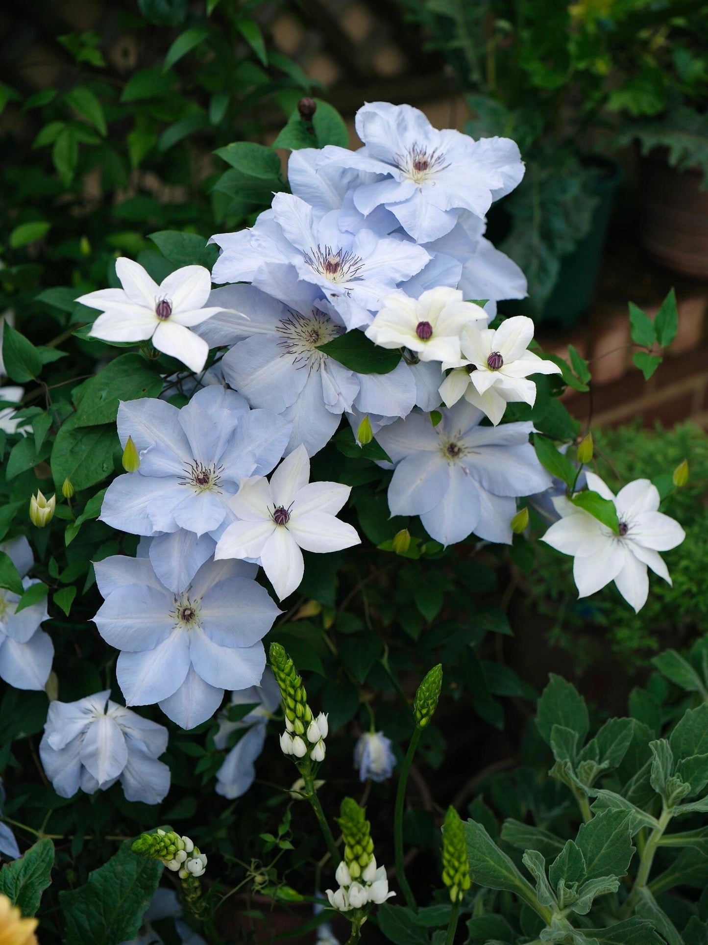 Clematis ‘’Blue Cotillion|蓝色龙沙舞‘’