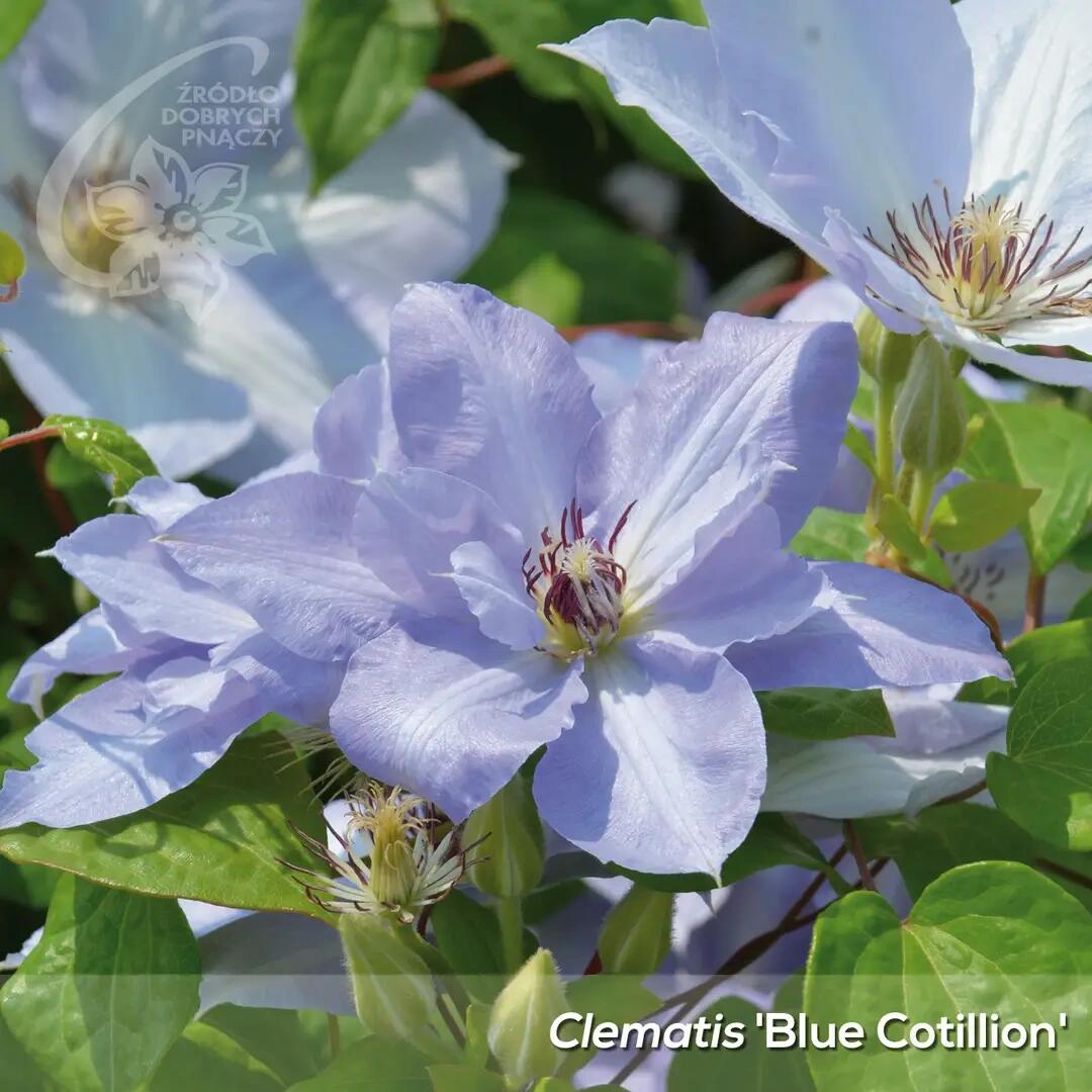 Clematis ‘’Blue Cotillion|蓝色龙沙舞‘’