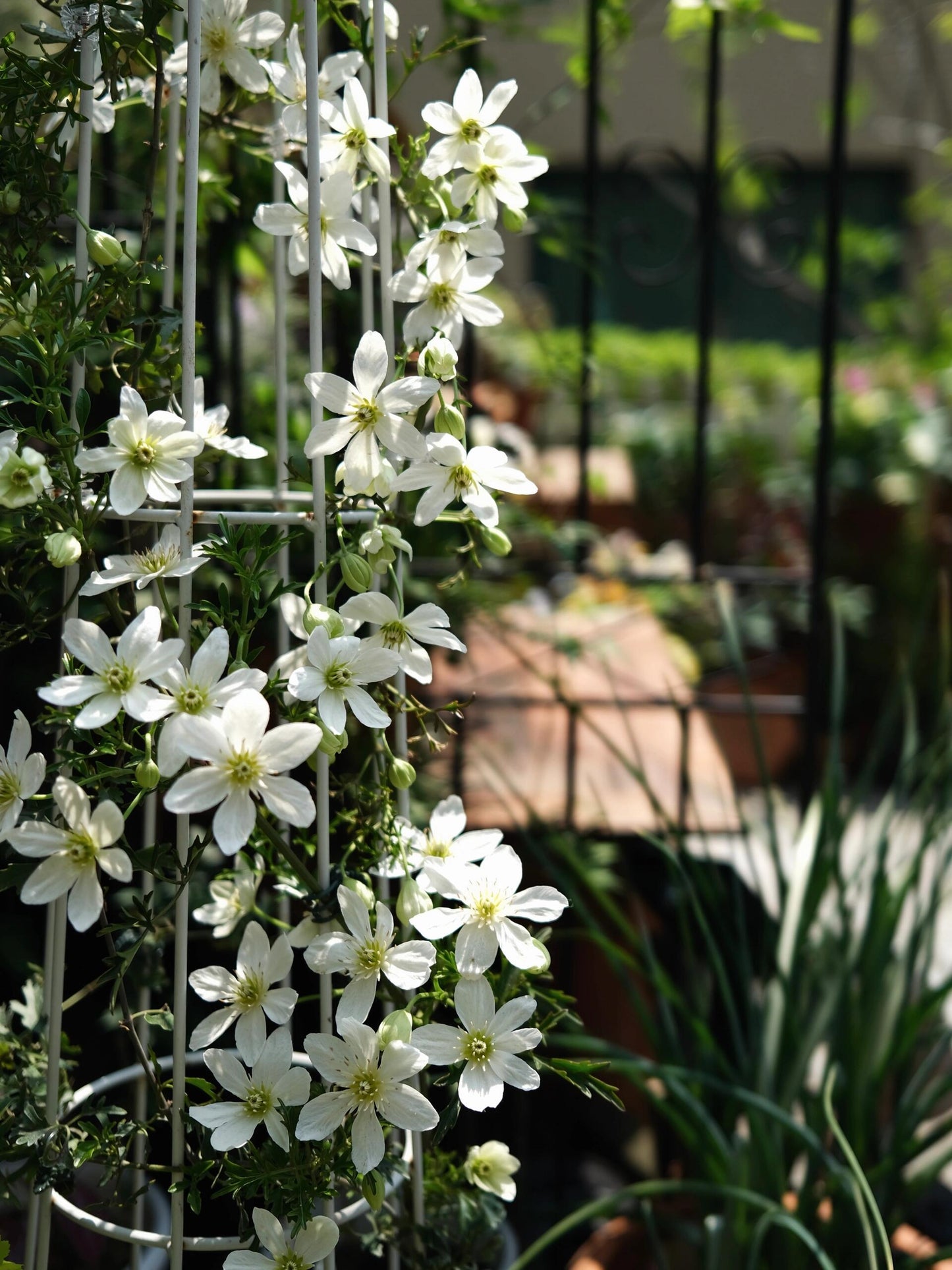 Clematis ‘’Joe|银币‘’
